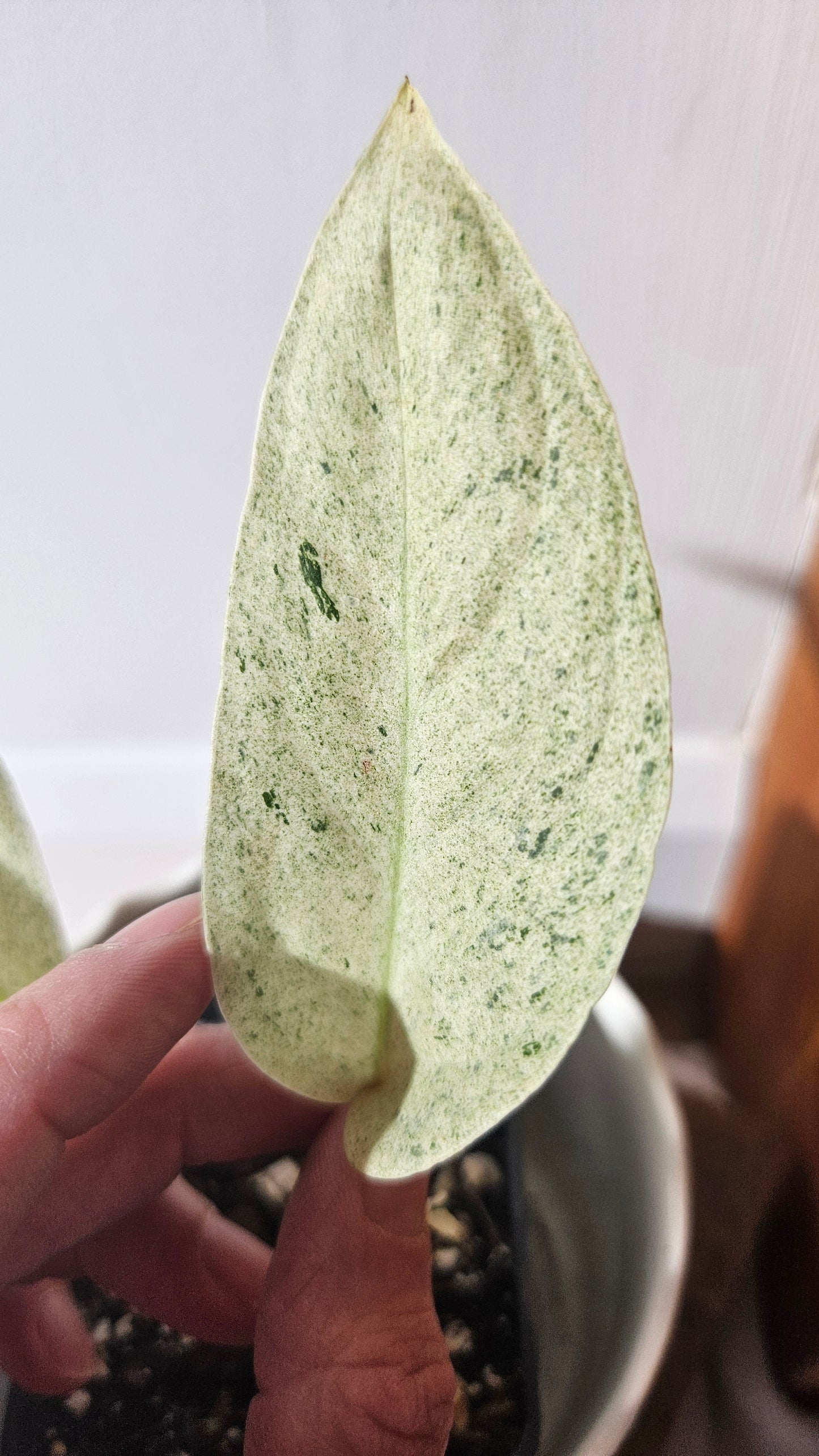 Monstera Laniata Mint (MON-392)