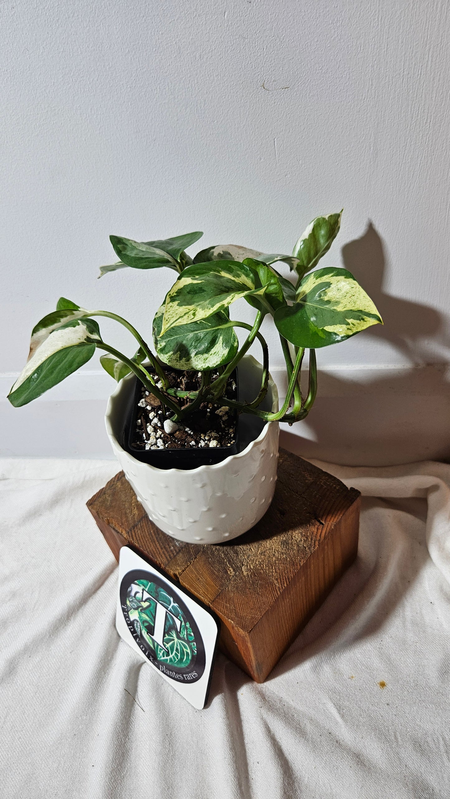 Epipremnum Aureum Pearl&Jade (EPI-186)