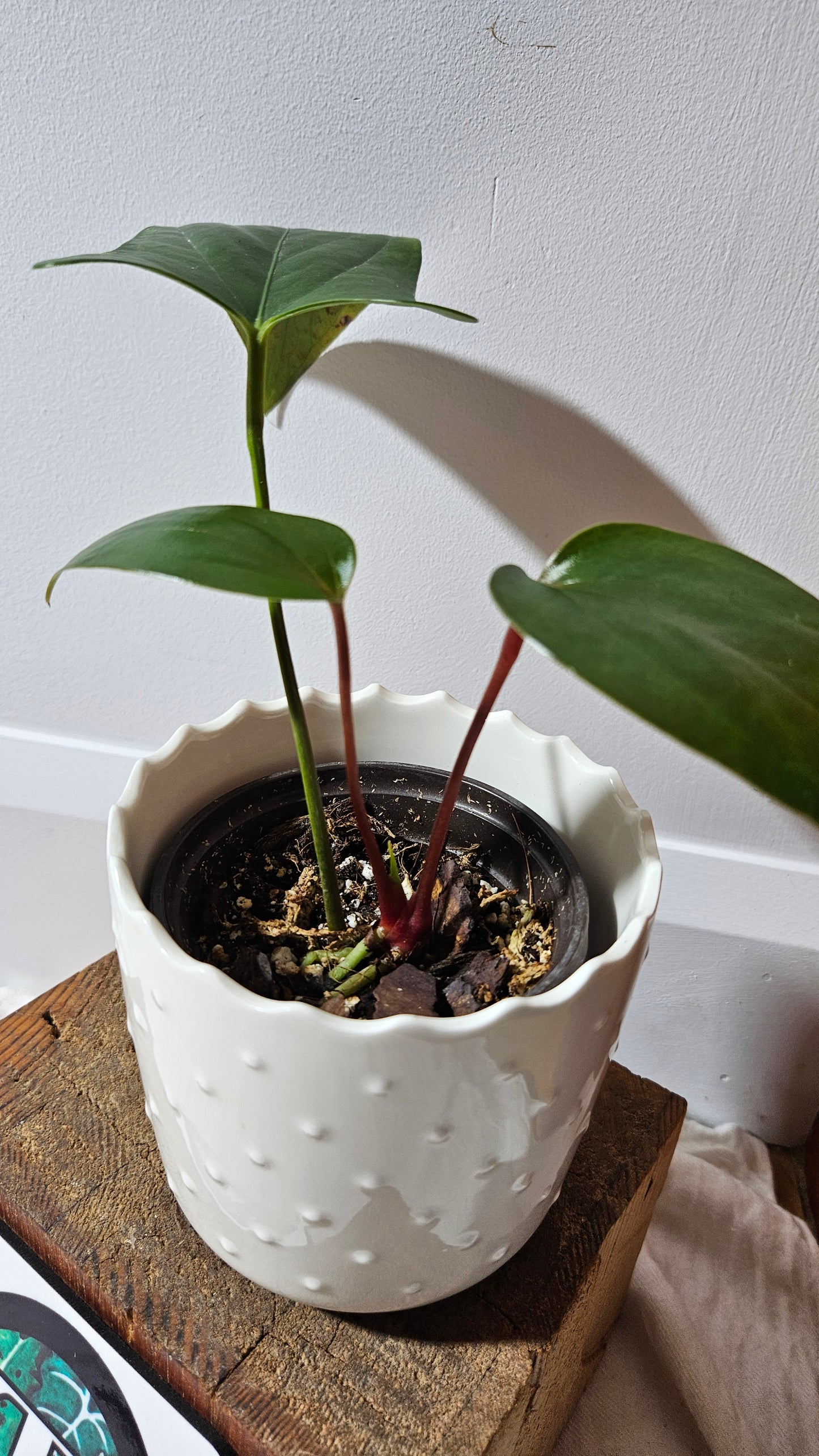 Anthurium Versicolor Aff Napo Black "format MOYEN"(ANT-490)