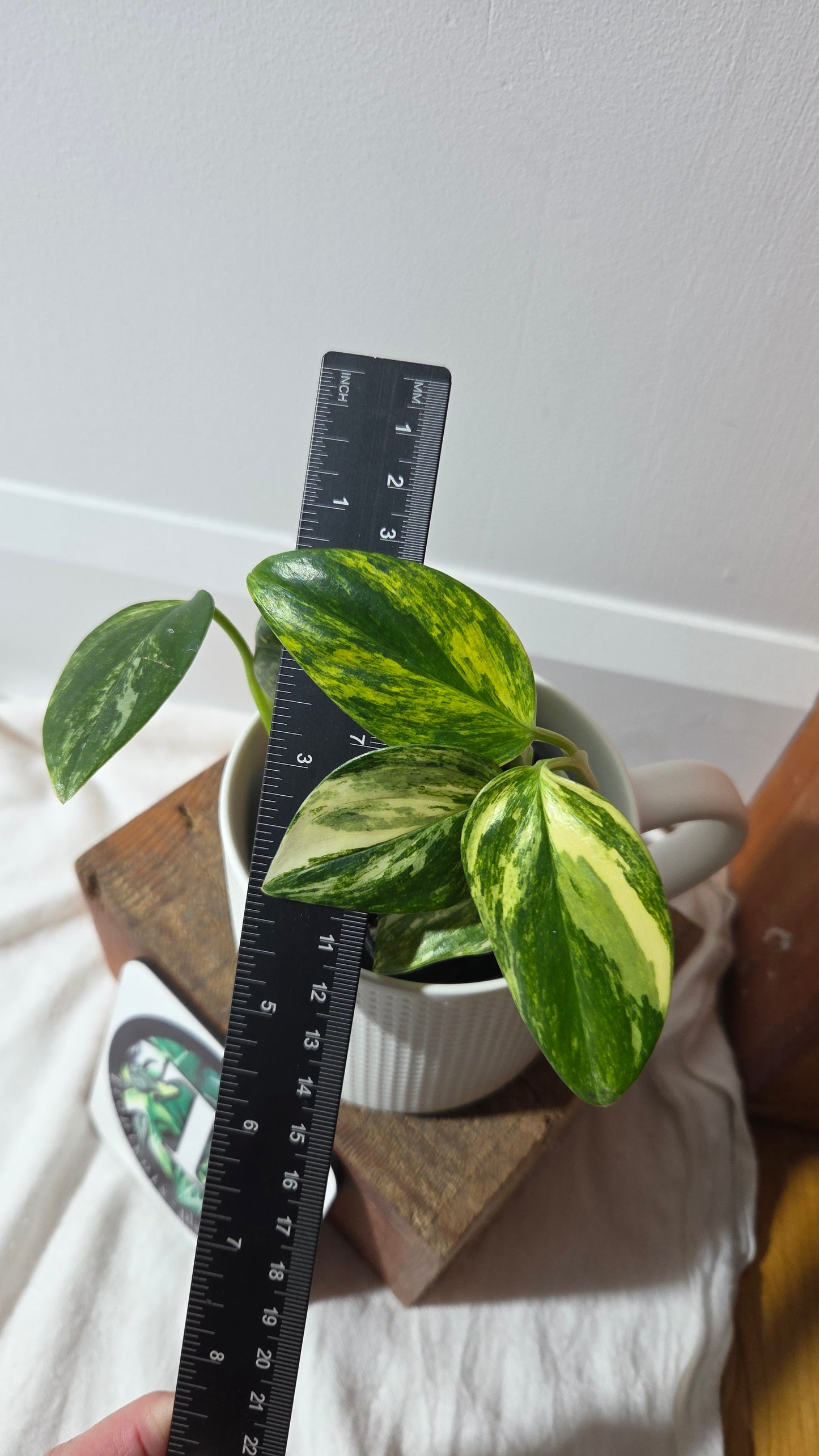 Monstera Standleyana Aurea (MON-261)