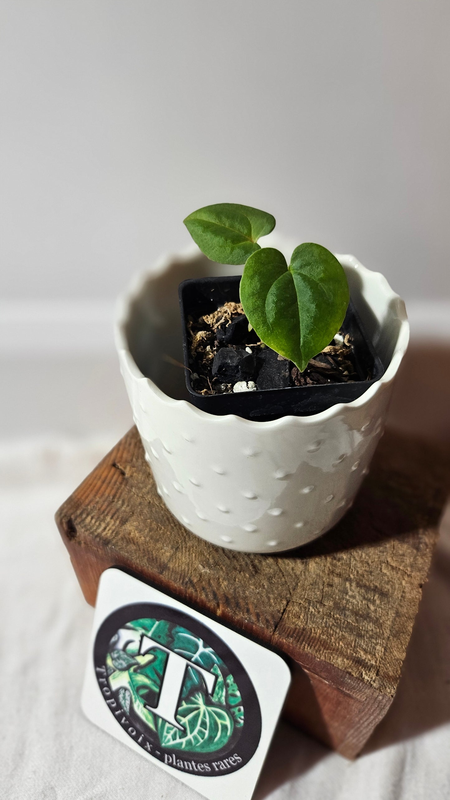 Anthurium Goliath "format SEEDLING" (ANT-467)