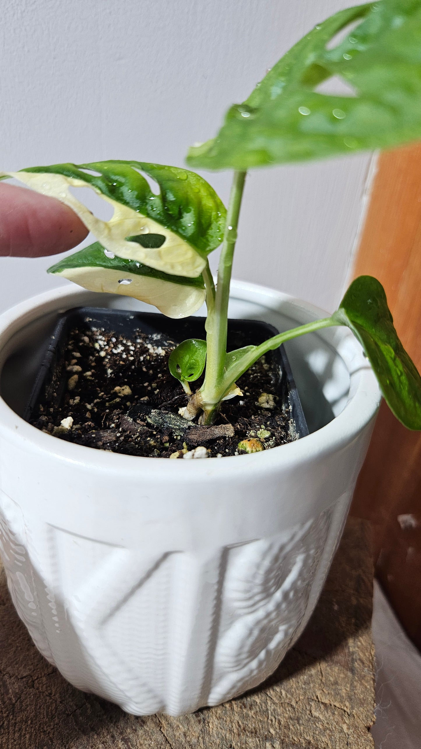 Monstera Andasonii Albo (MON-472)