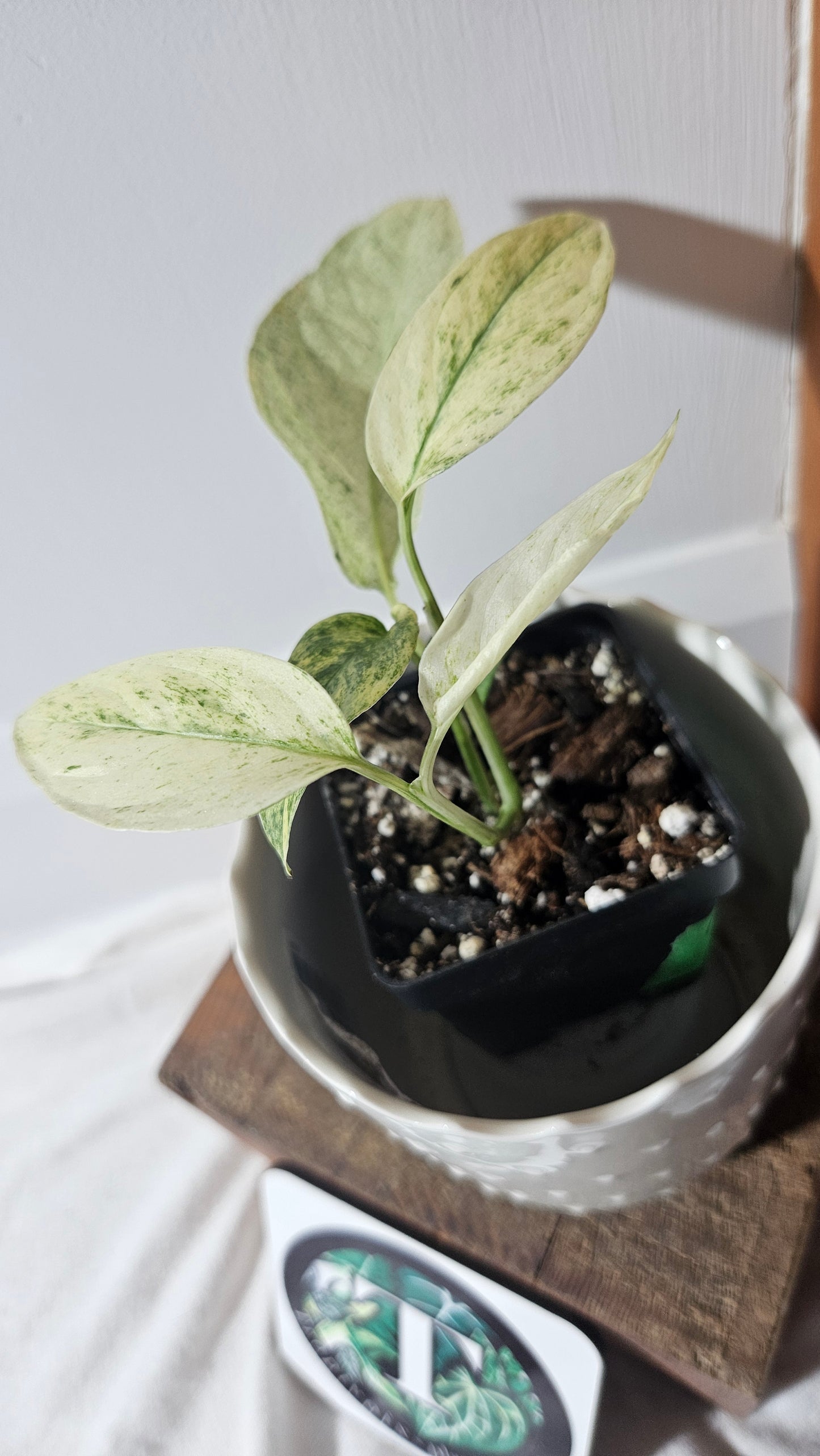 Monstera Laniata Mint (MON-397)