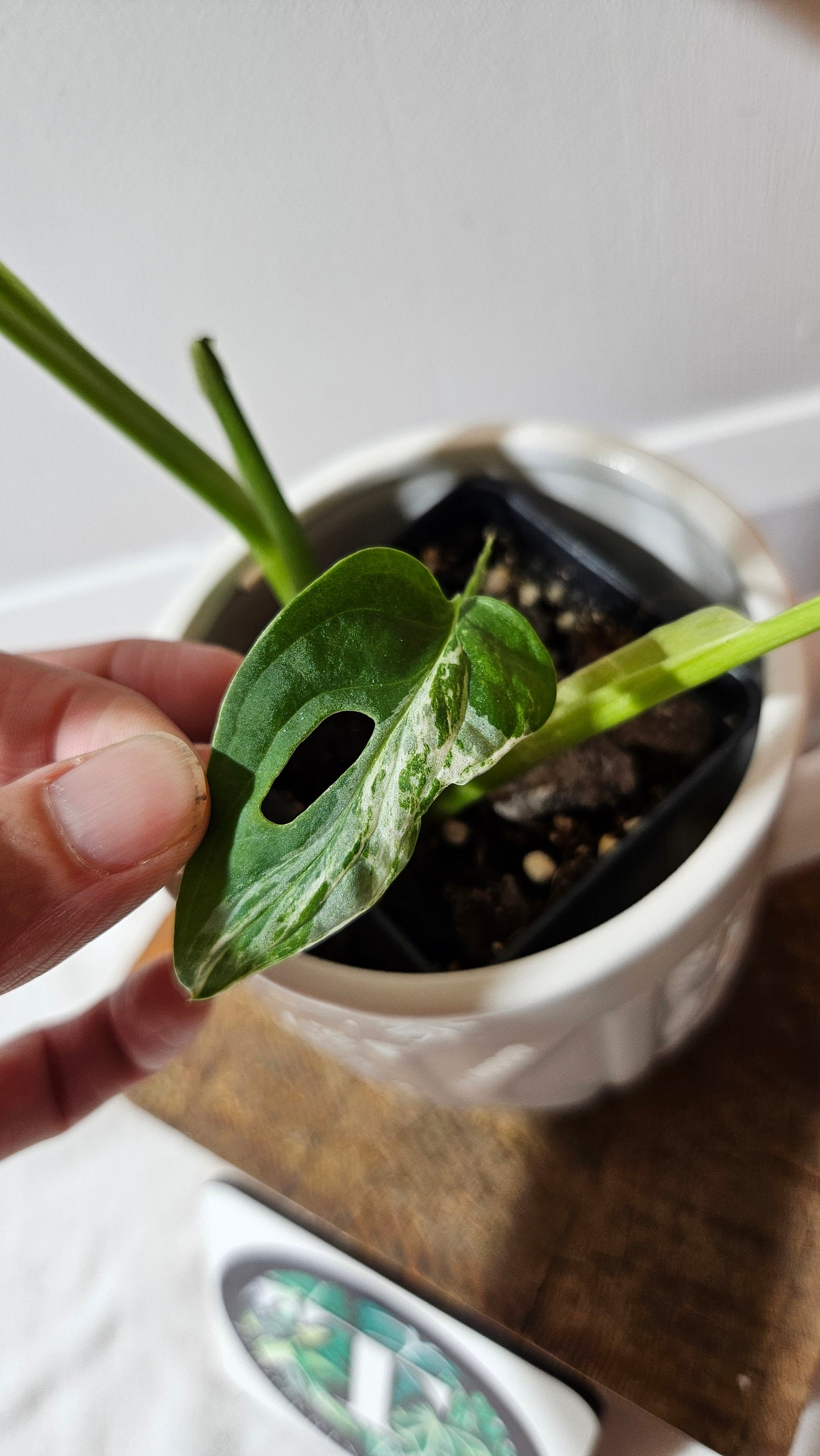 Monstera Andasonii Mint/Indo (MON-476)