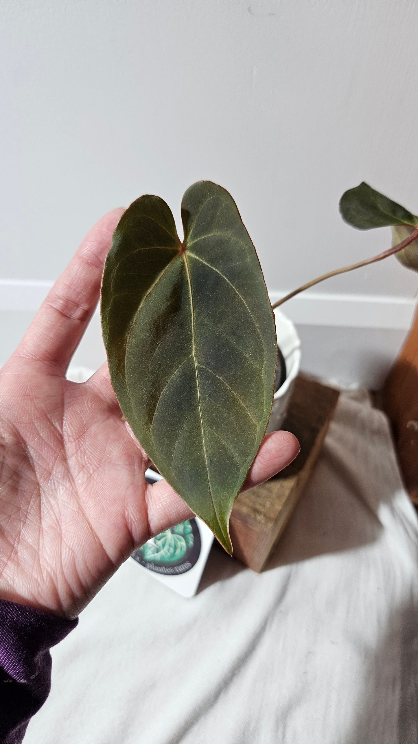 Anthurium Blue Ocean (Blue Papi X AOS) "format MOYEN" (ANT-332)