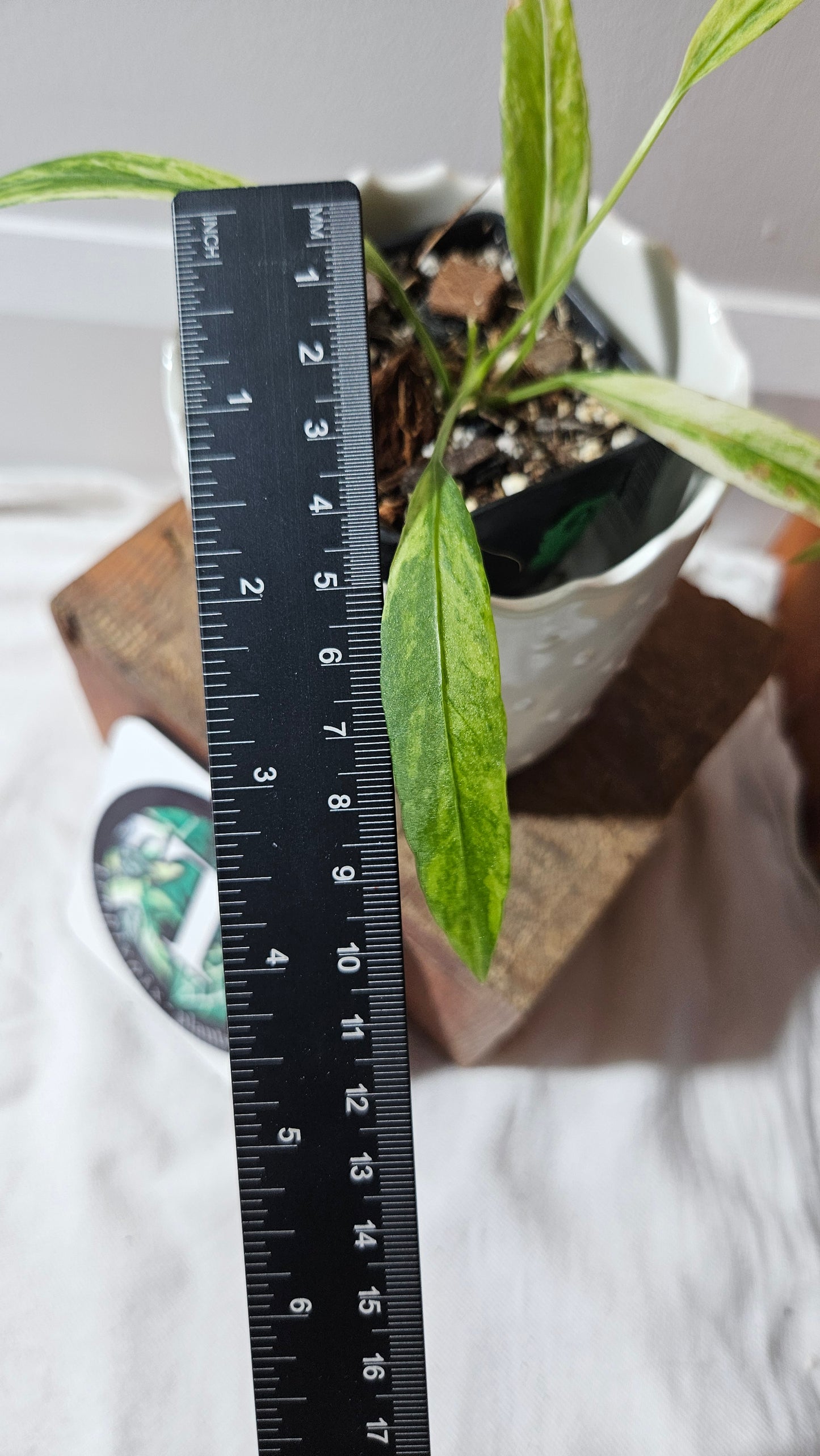 Anthurium Vittarifolium Variegata "format PETIT" (ANT-445)
