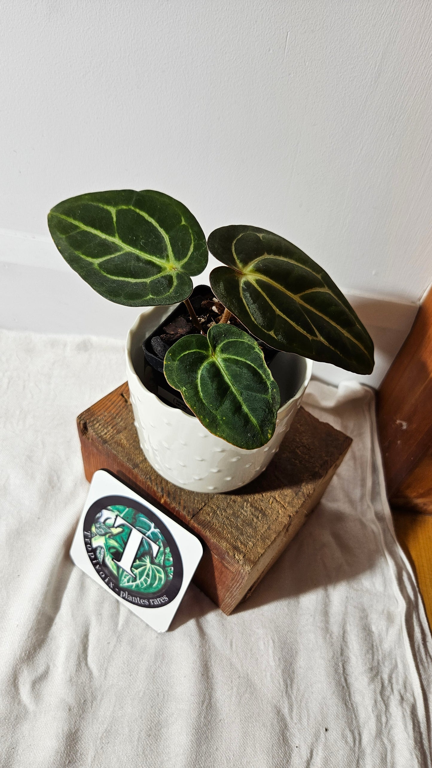 Anthurium Carlablackiae (d'équateur) "format PETIT/MOYEN" (ANT-405)