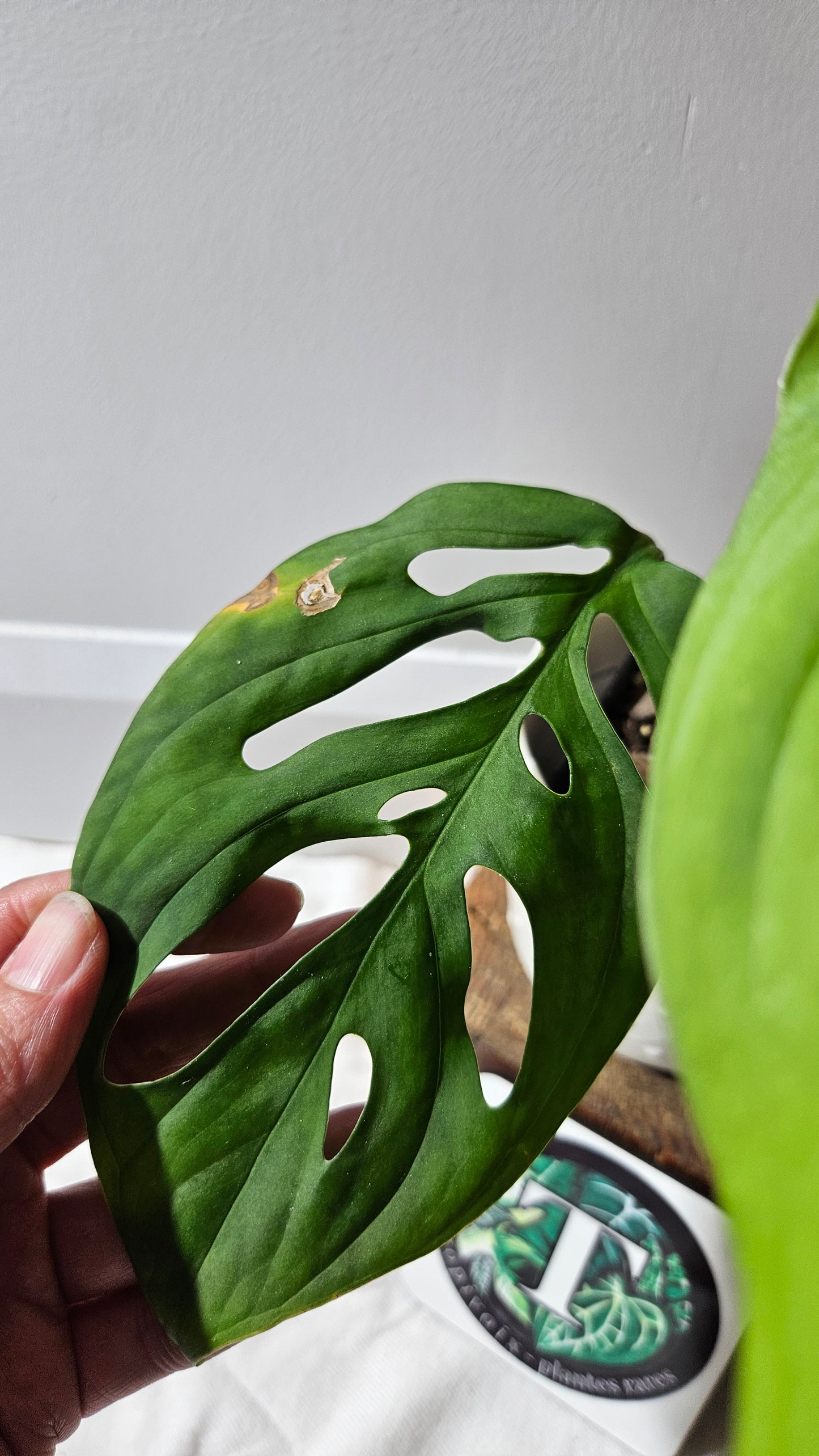 Monstera Esqueletto (MON-462)