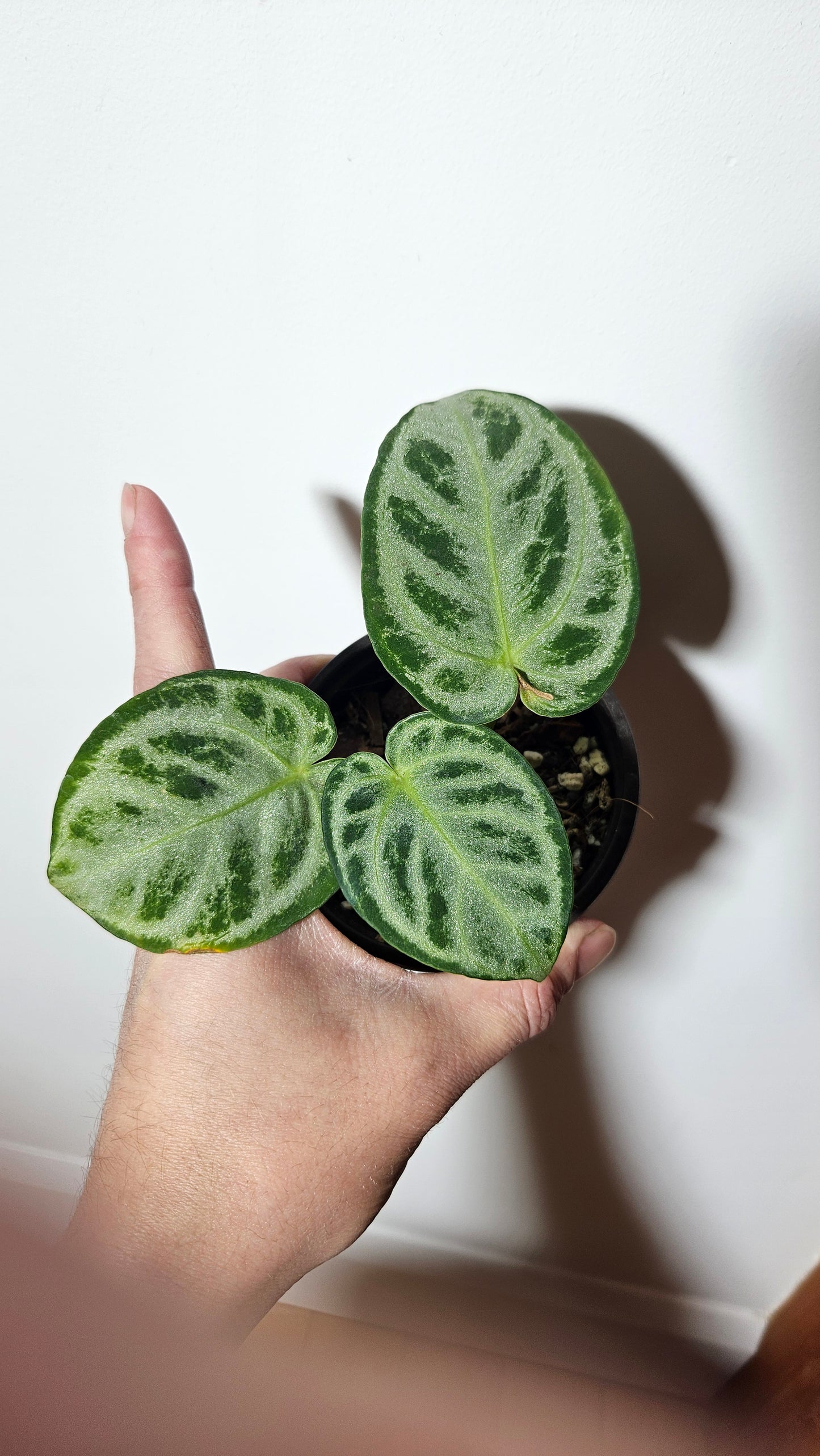 Anthurium Silver Blush Chrome (ANT-303)