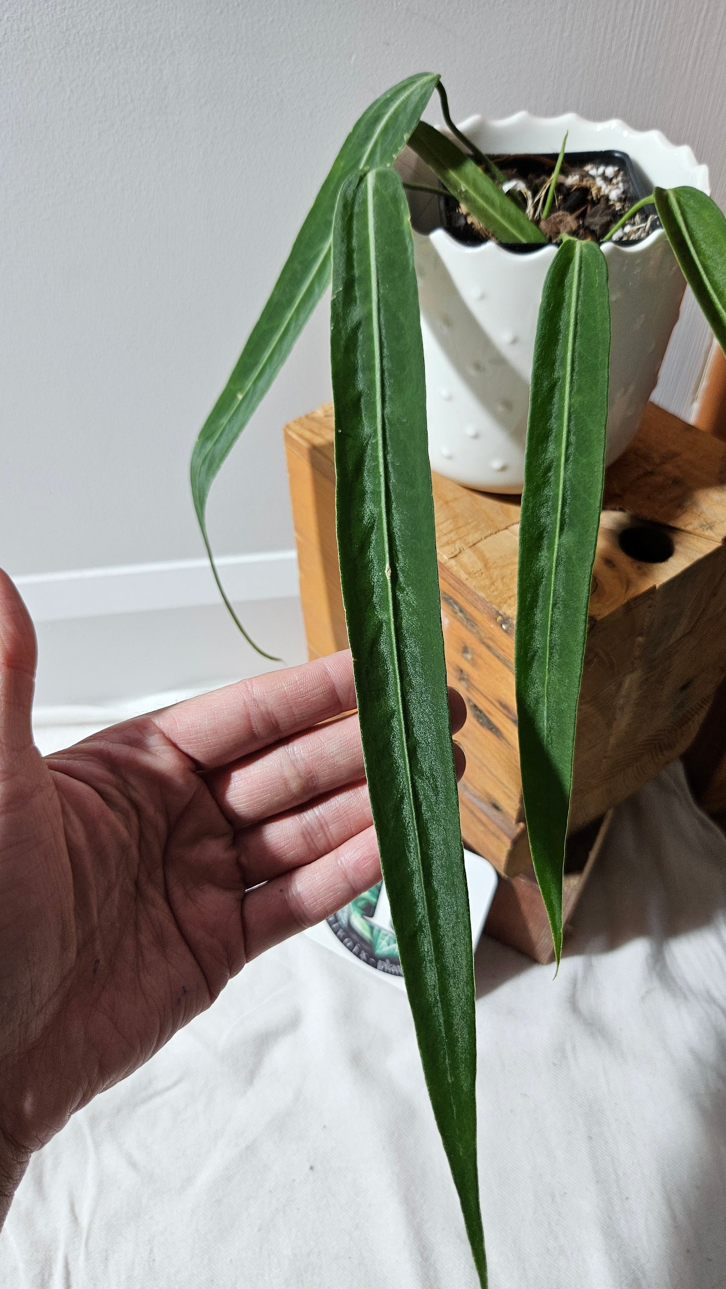 Anthurium Pallidiflorum Narrow "format MOYEN"(ANT-451)