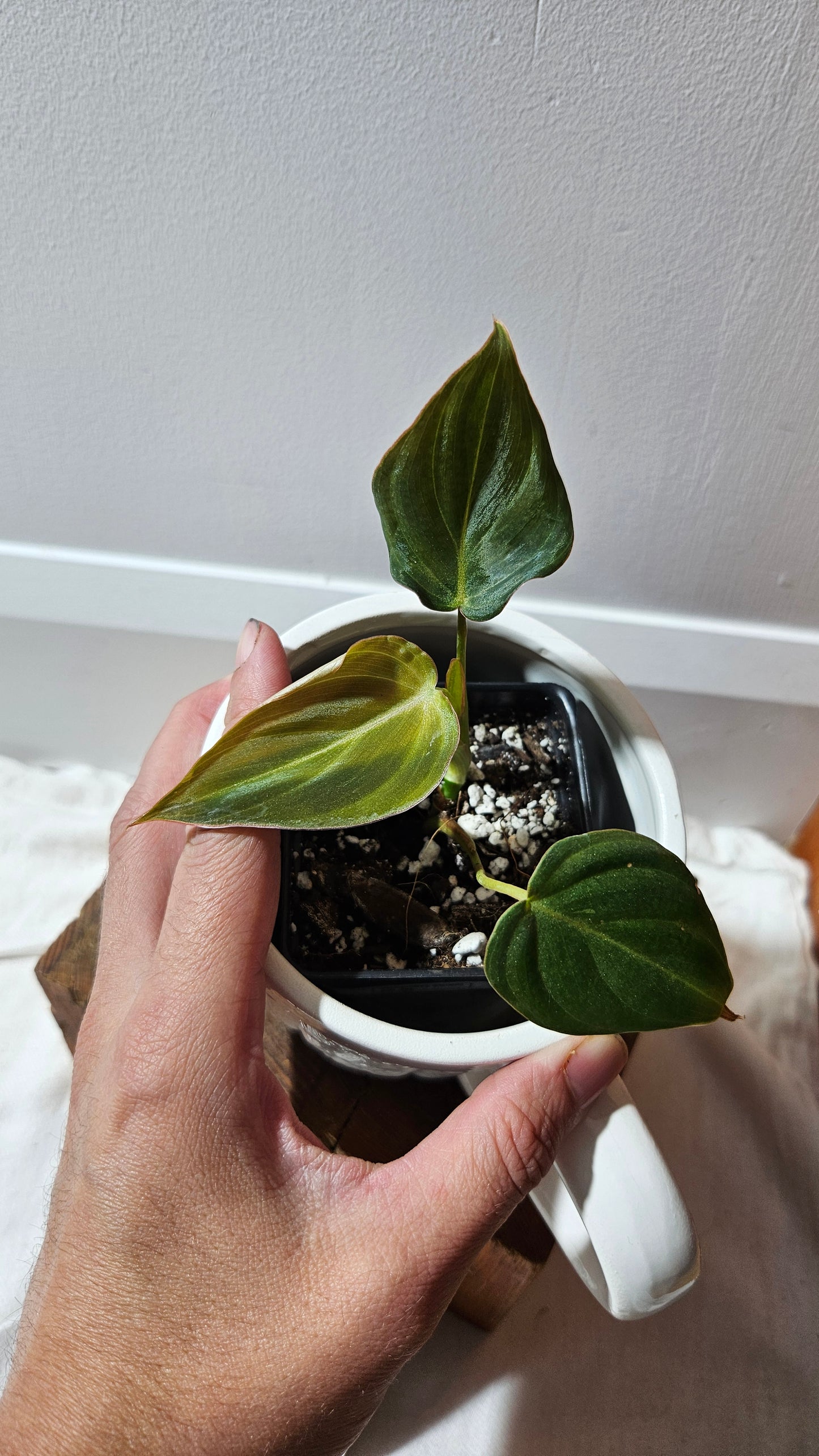 Philodendron Glorious (PHI-902)