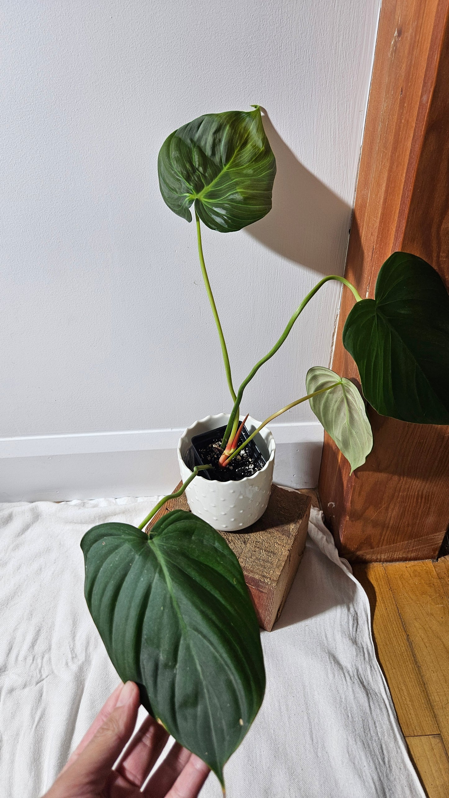 Philodendron Célébration/(Rubrijuvenile X Pastazanum) (PHI-929)