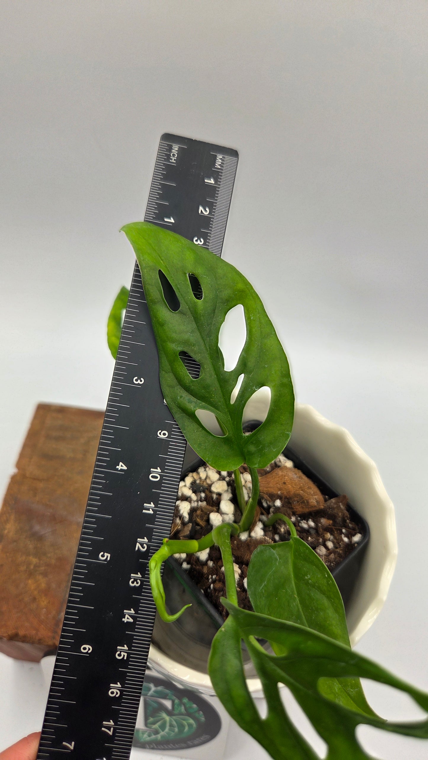 Monstera Obliqua Aff Cenepa (MON-549)