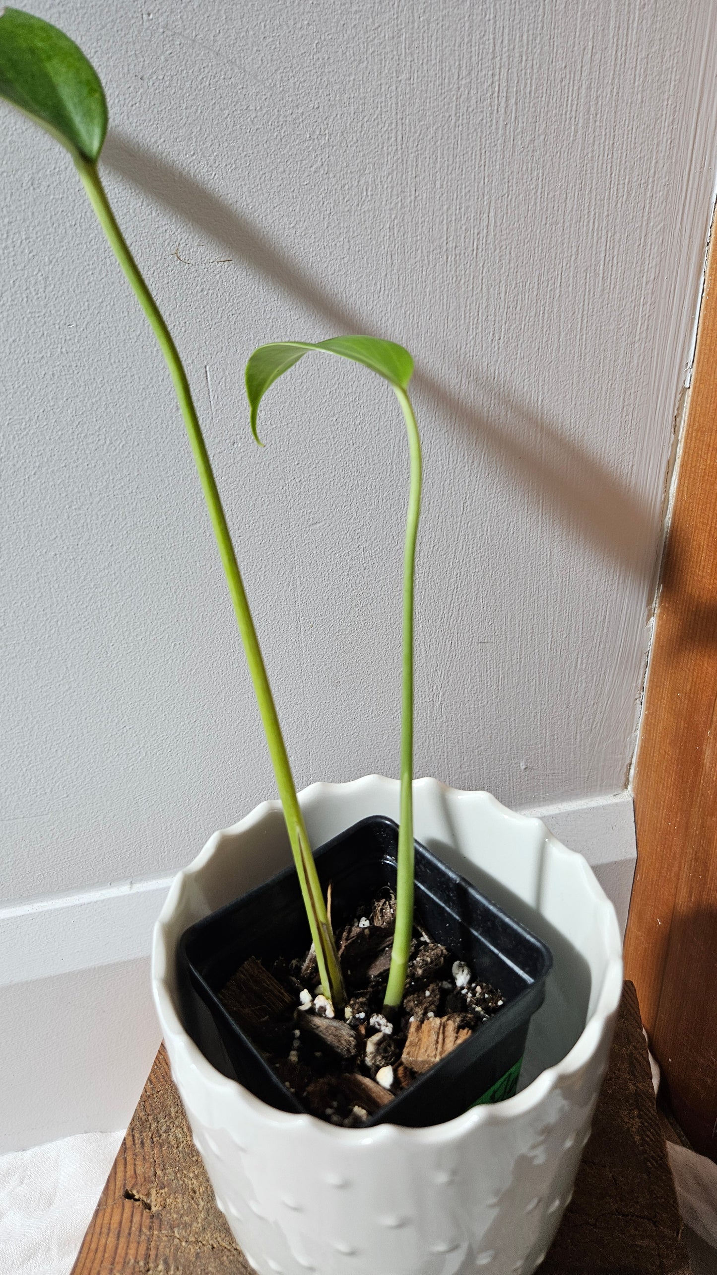Monstera Burlemarx Flame/Dilacerata (MON-458)