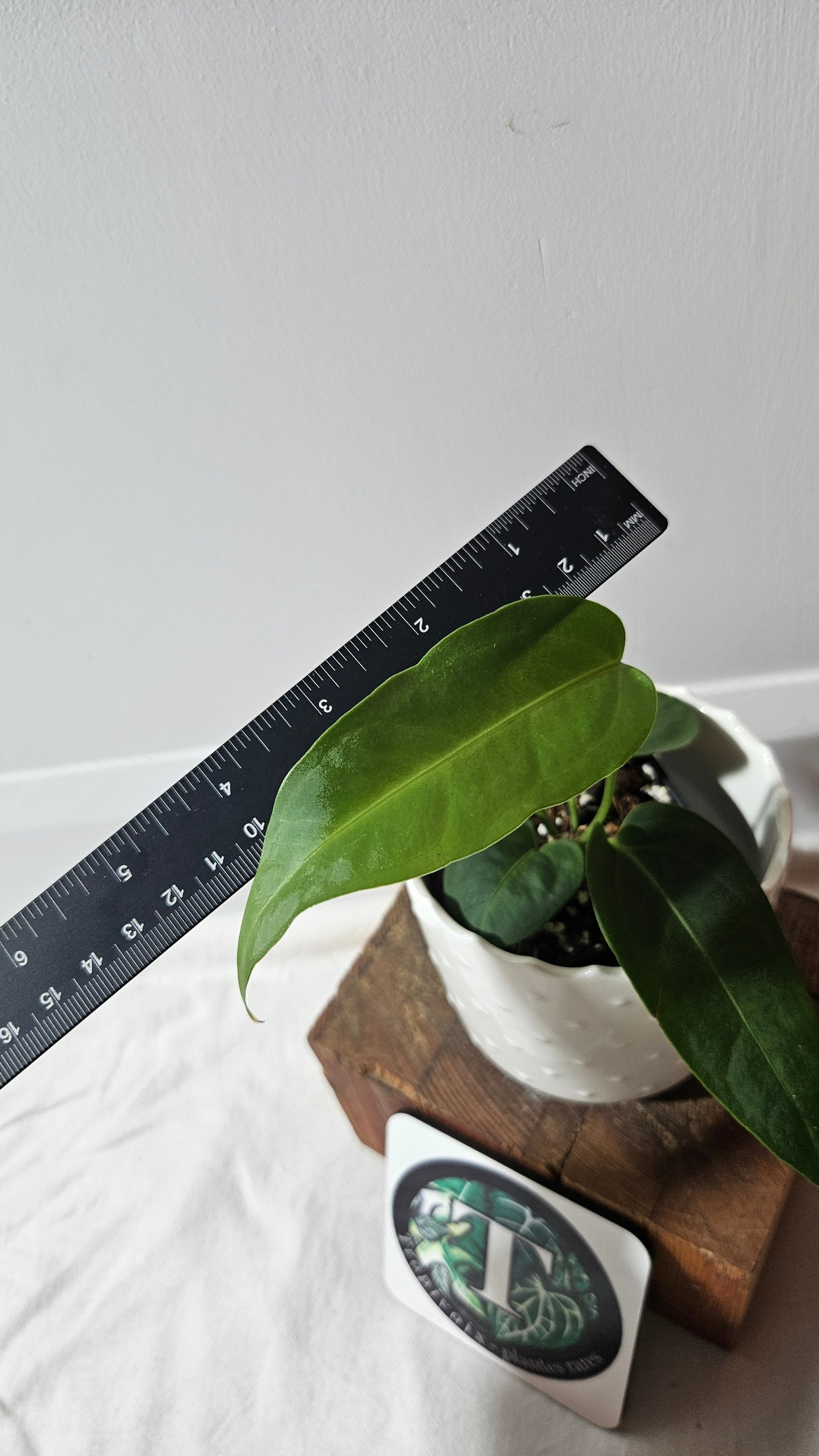 Anthurium Villenaorum X Morona "format MOYEN"(ANT-432)