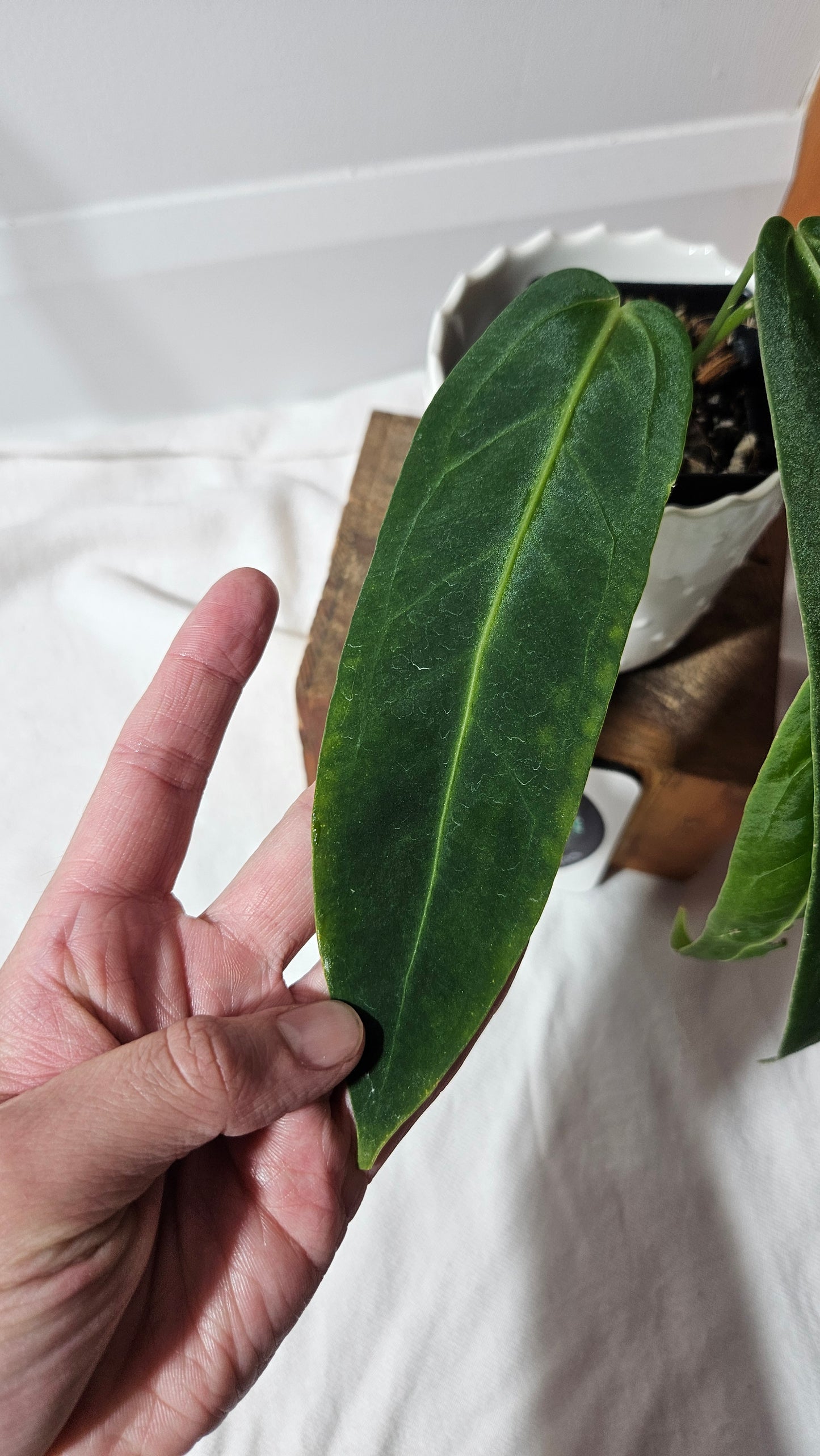 Anthurium Warocqueanum "format MOYEN"(ANT-423)