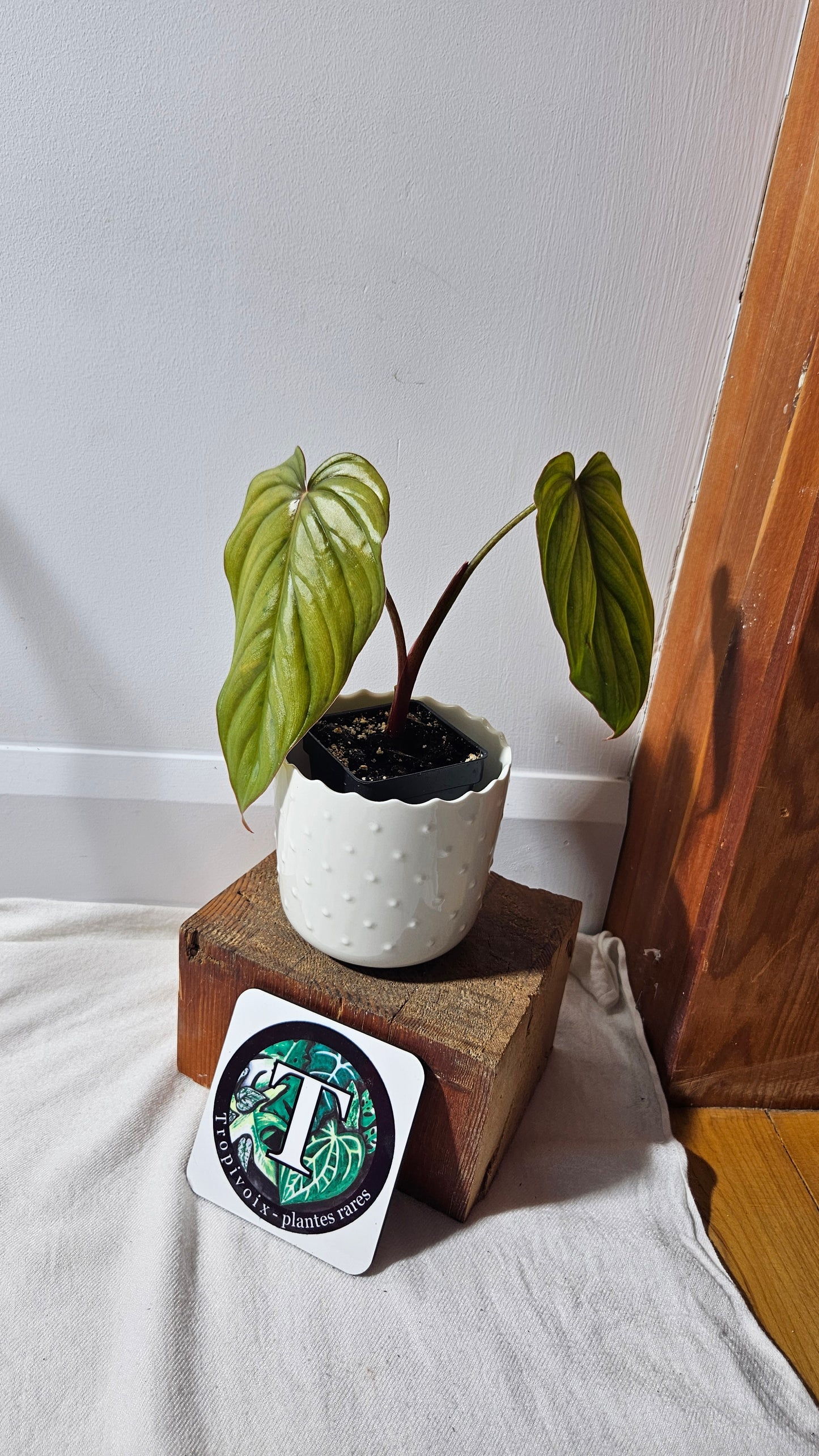 Philodendron Aff Colombia (PHI-720)