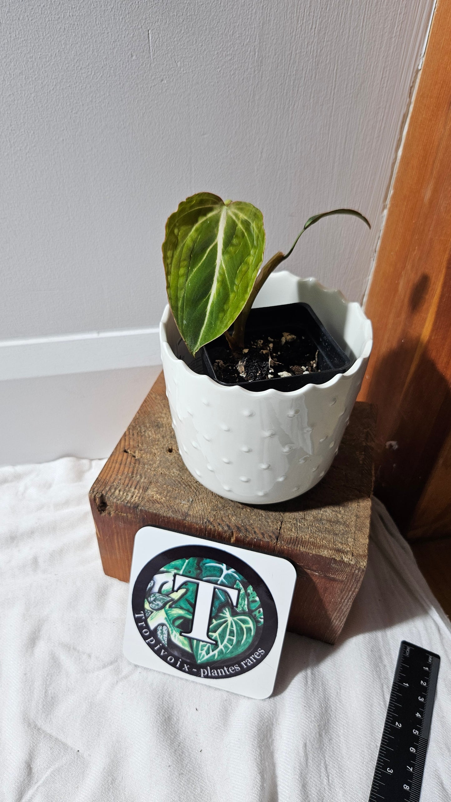 Philodendron Gloriosum Pink (PHI-874)