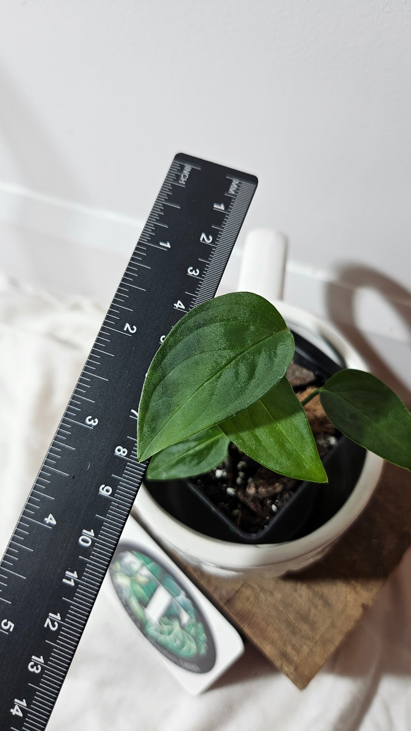 Monstera Obliqua Aff Indanza (MON-283)