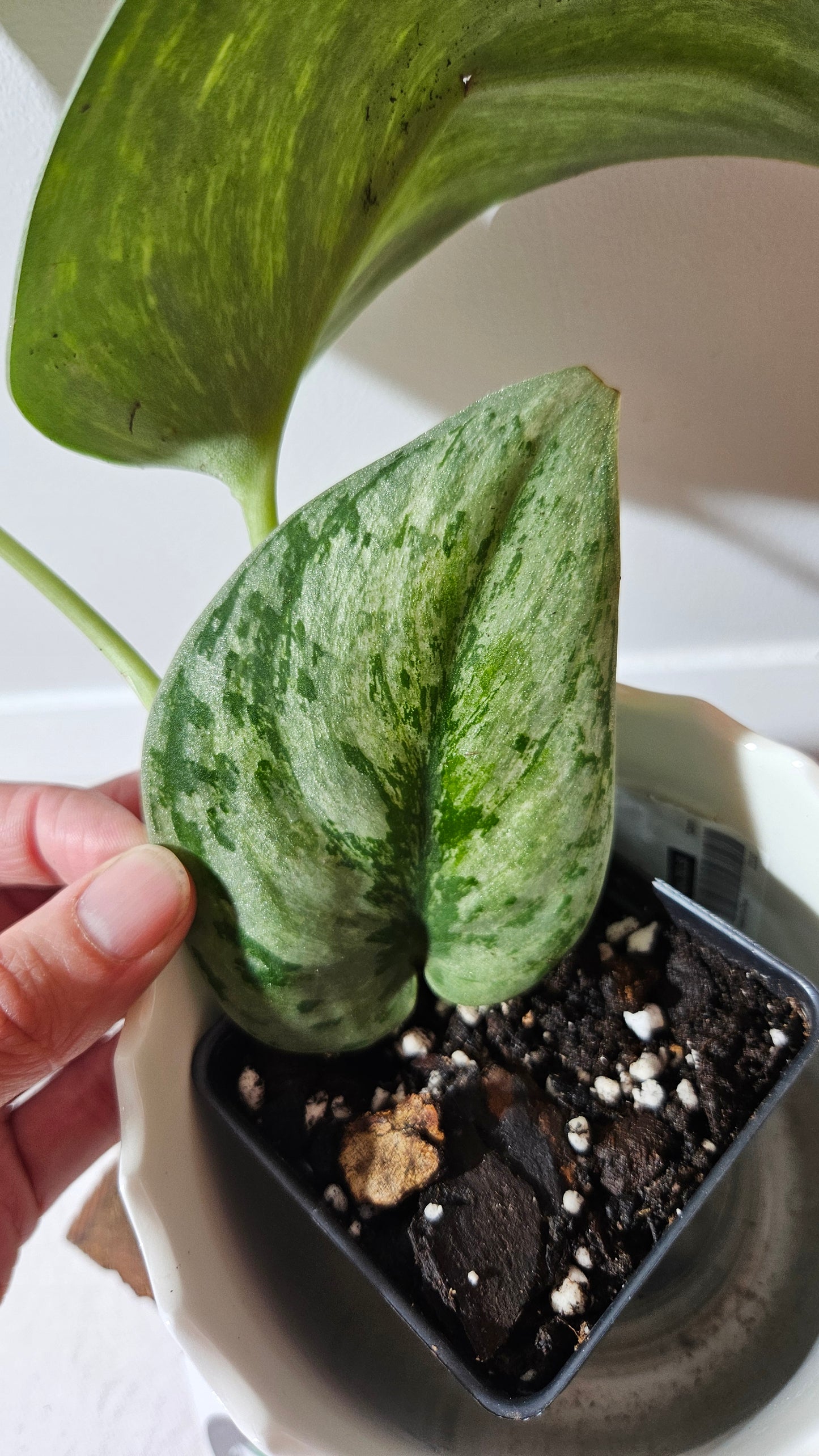 Scindapsus Hologram (SCI-973)
