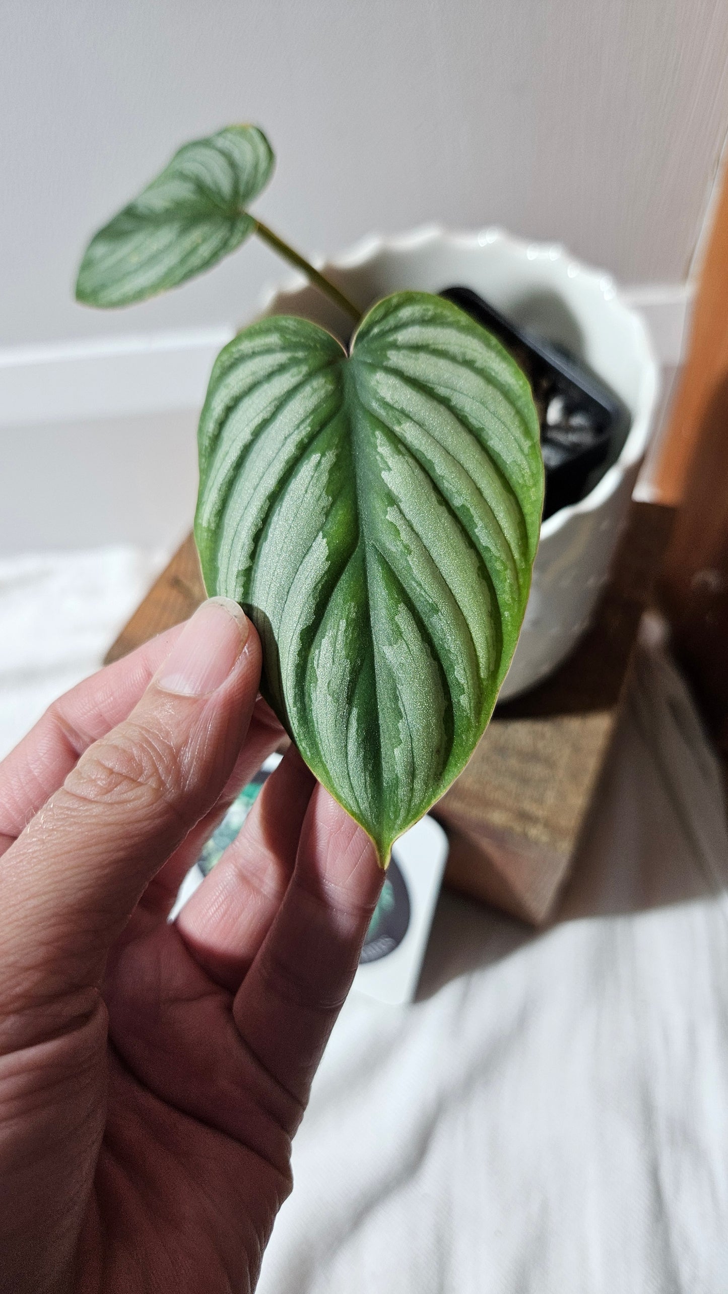 Philodendron Mamei White (PHI-872)