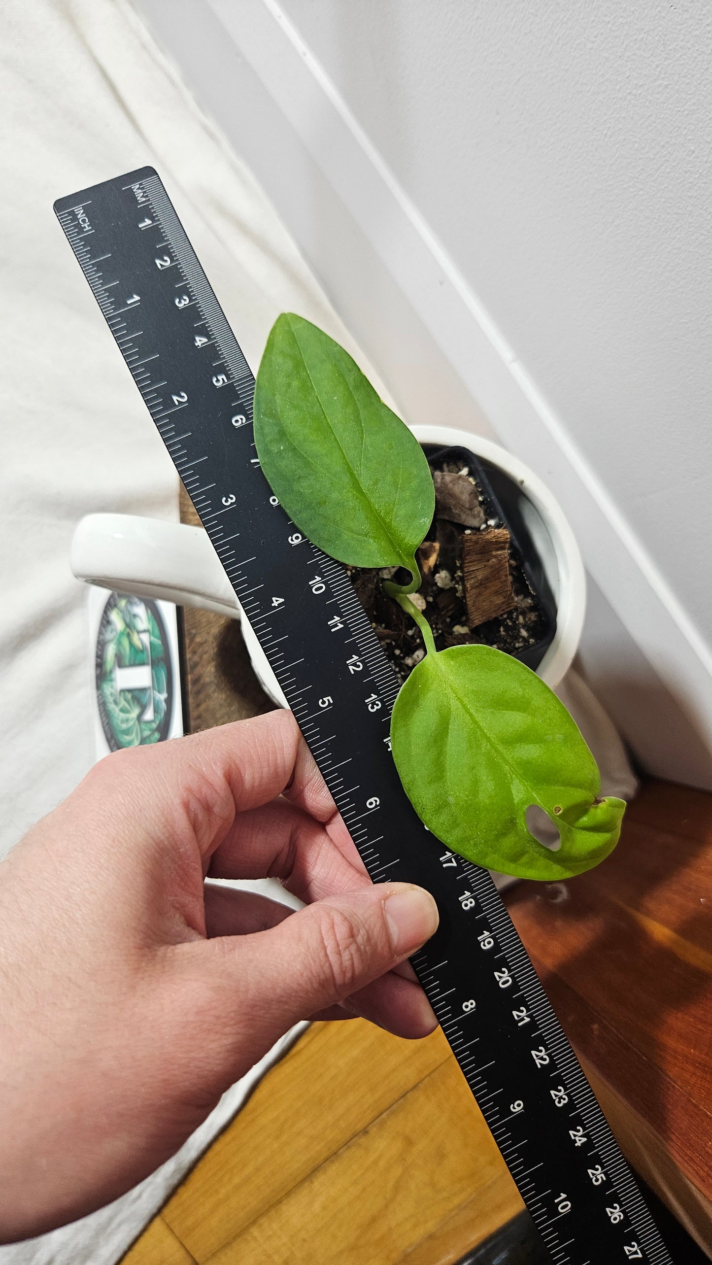 Monstera Esqueletto (MON-381)