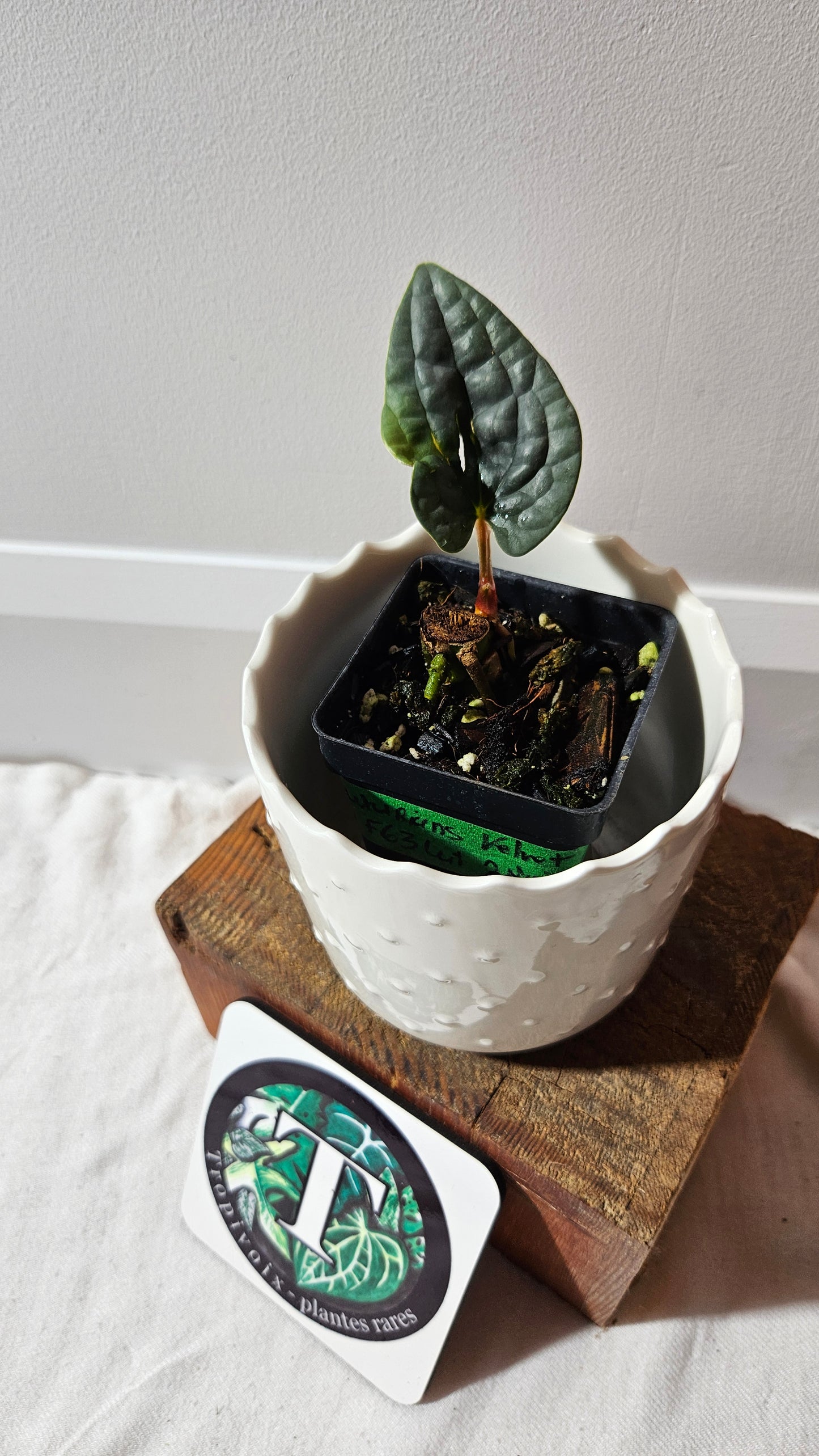 Anthurium Luxurians Velvet Sharp "MEDIUM size" (ANT-166)