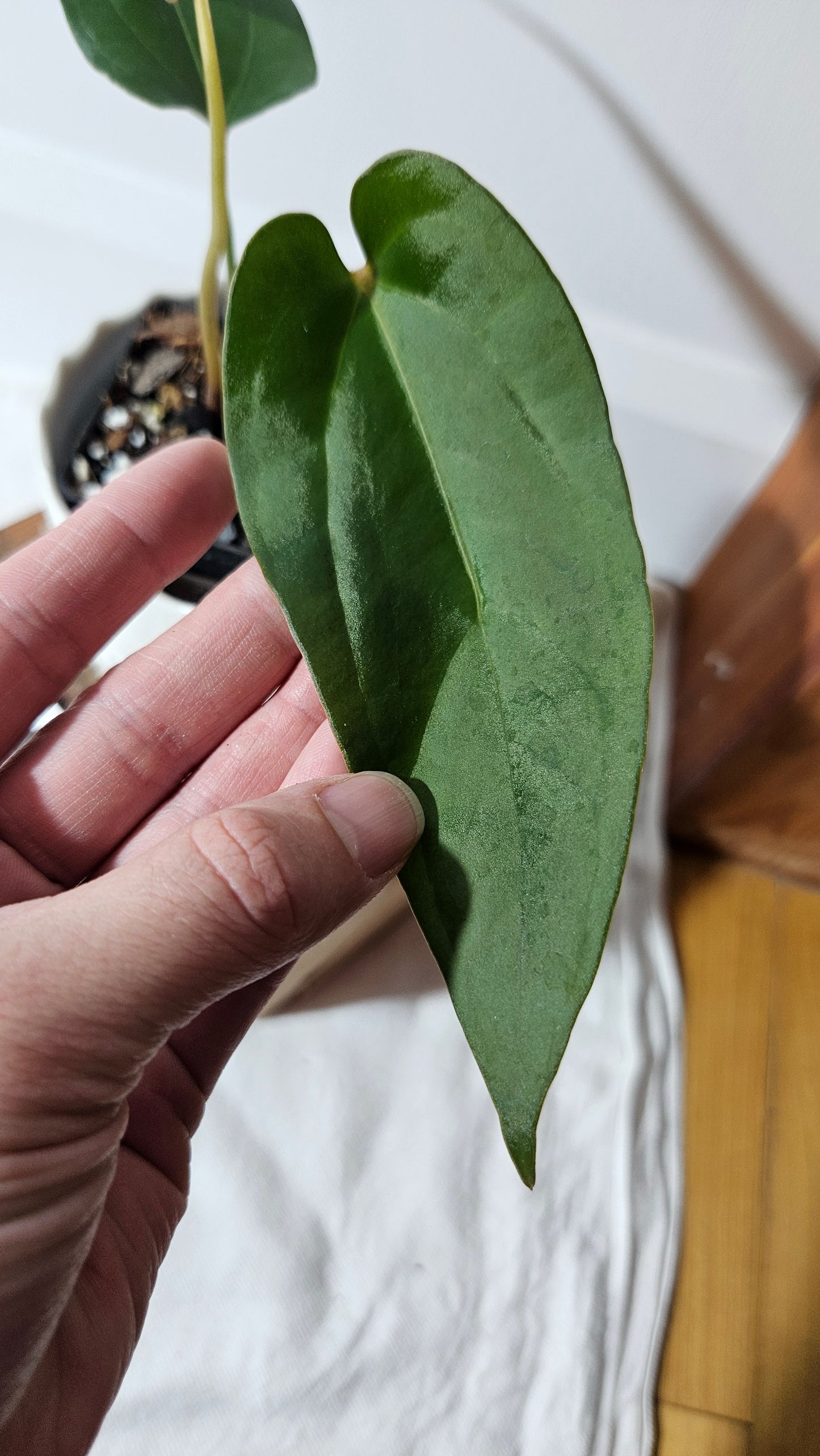 Anthurium Napo X Luxurians "format MOYEN" (ANT-416)