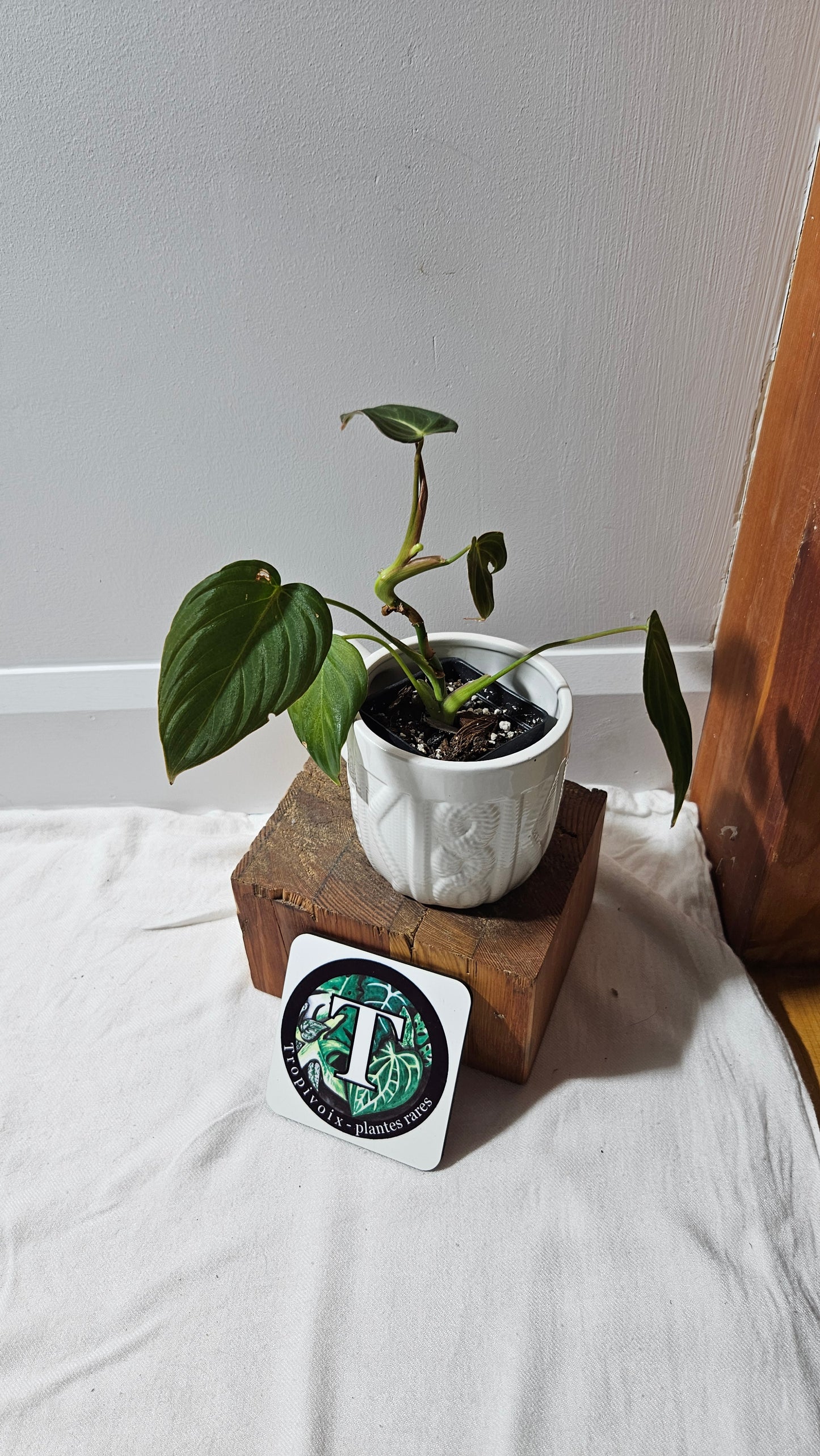 Philodendron Glorious (PHI-901)