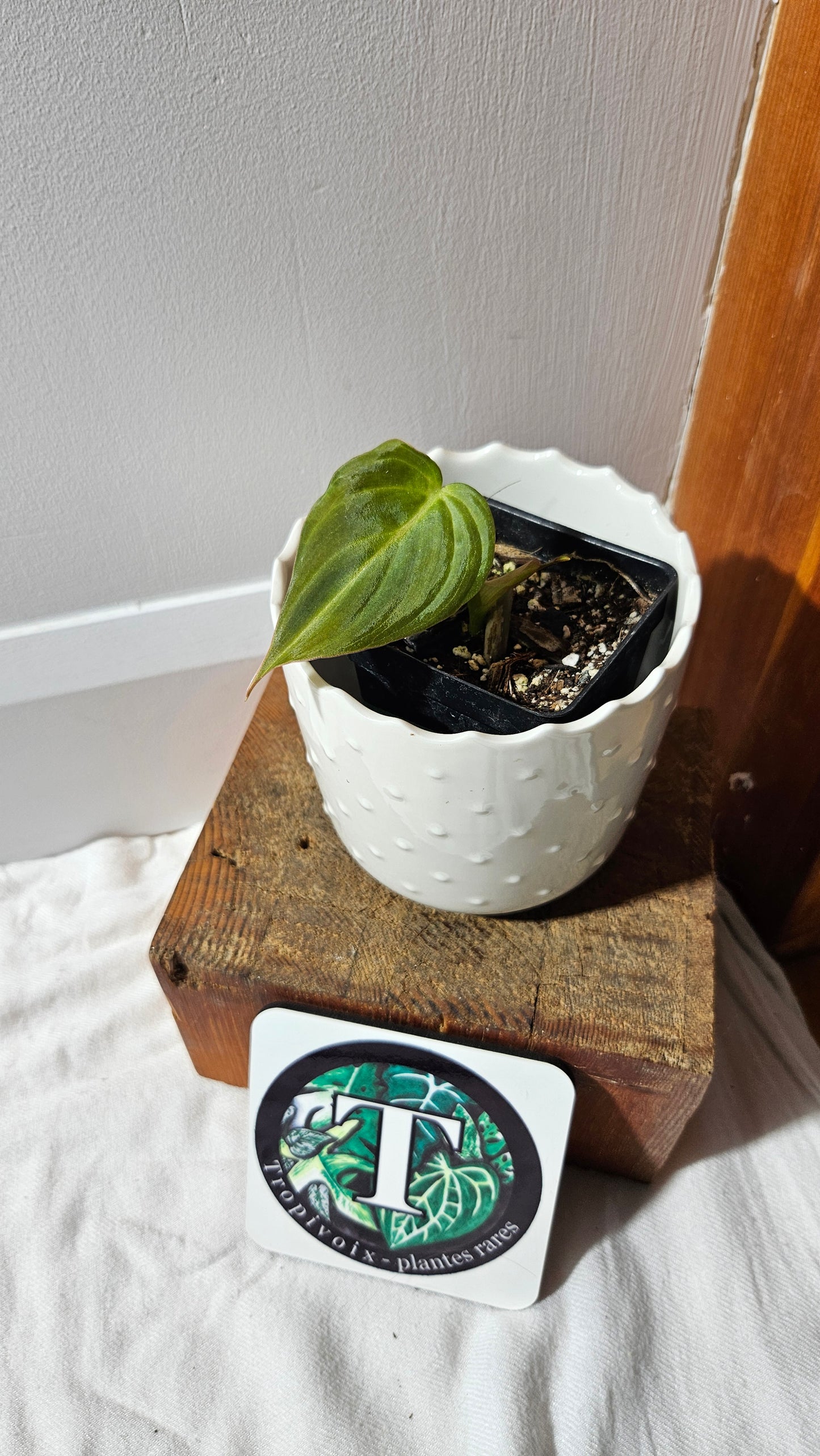 Philodendron Glorious (PHI-150)