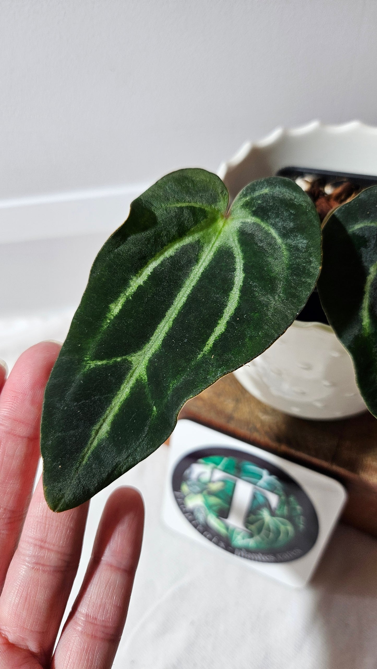 Anthurium Carlablackiae "Mutate & Dark leaf" (d'équateur) "format PETIT" (ANT-471)