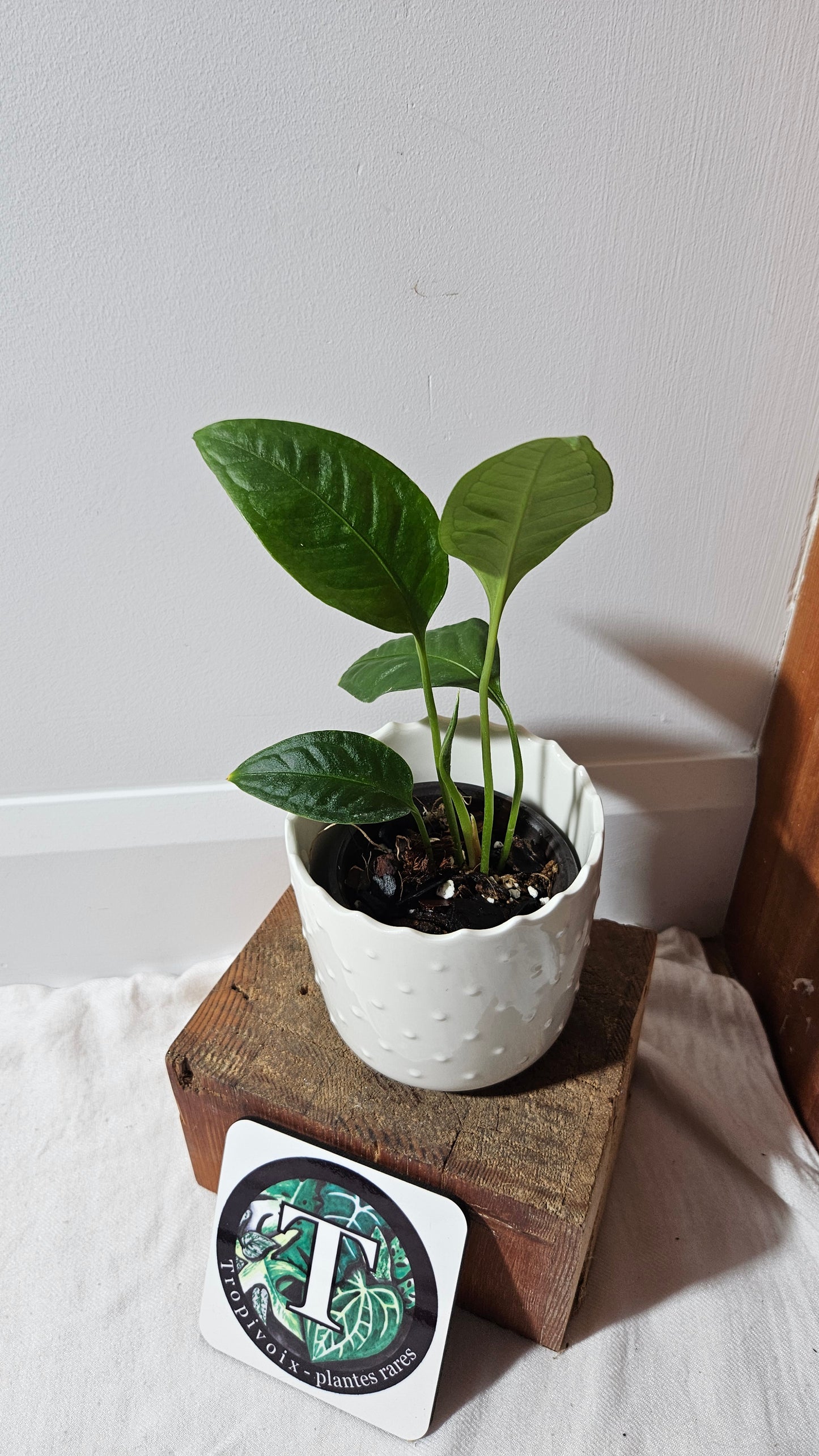 Anthurium Palaquense "format PETIT" (ANT-484)