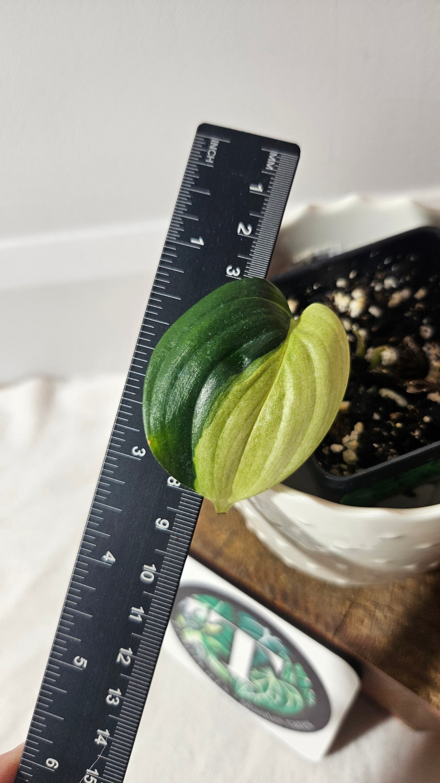 Scindapsus Blue Albo (SCI-947)