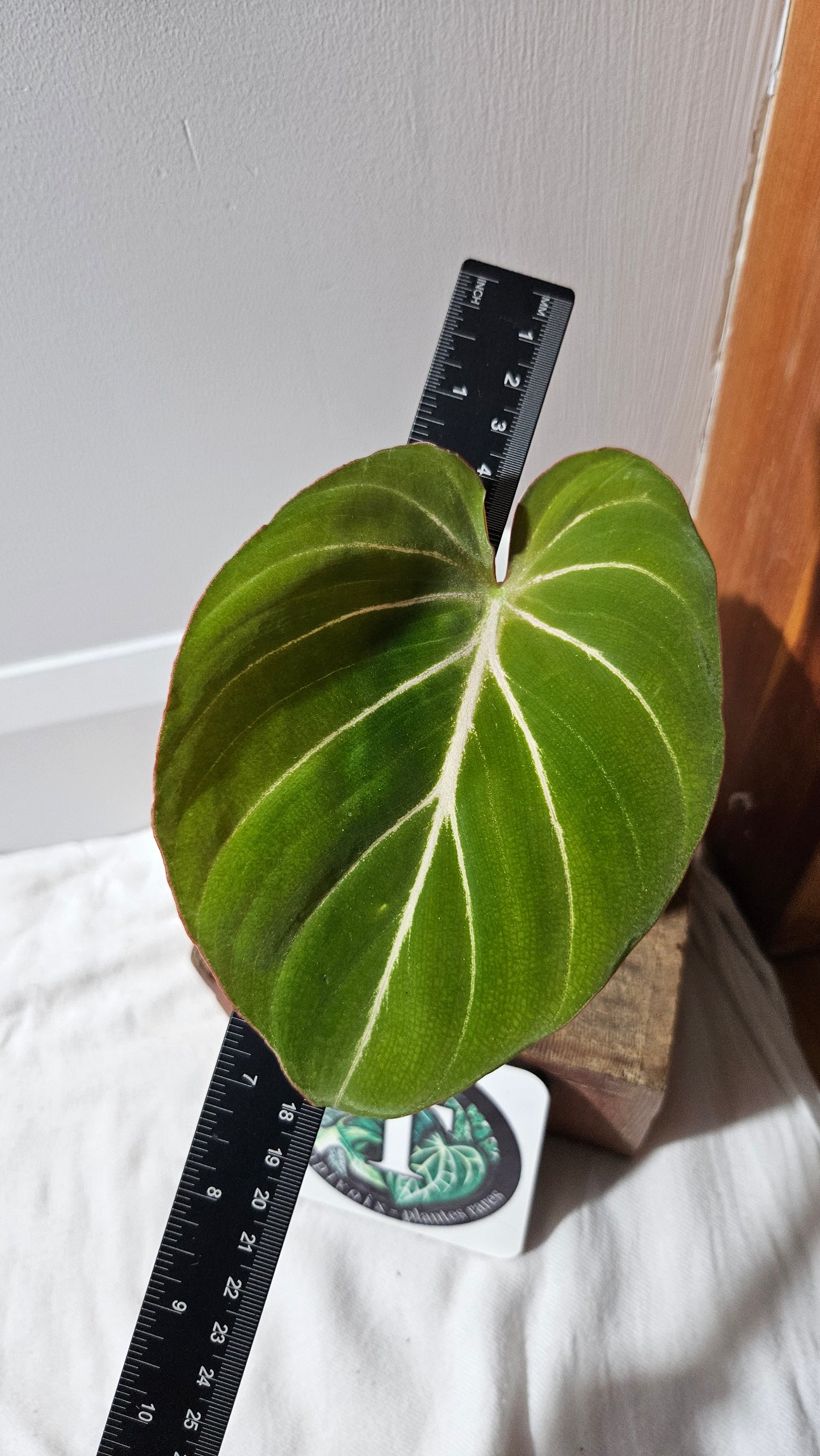 Philodendron Gloriosum Pink (PHI-876)