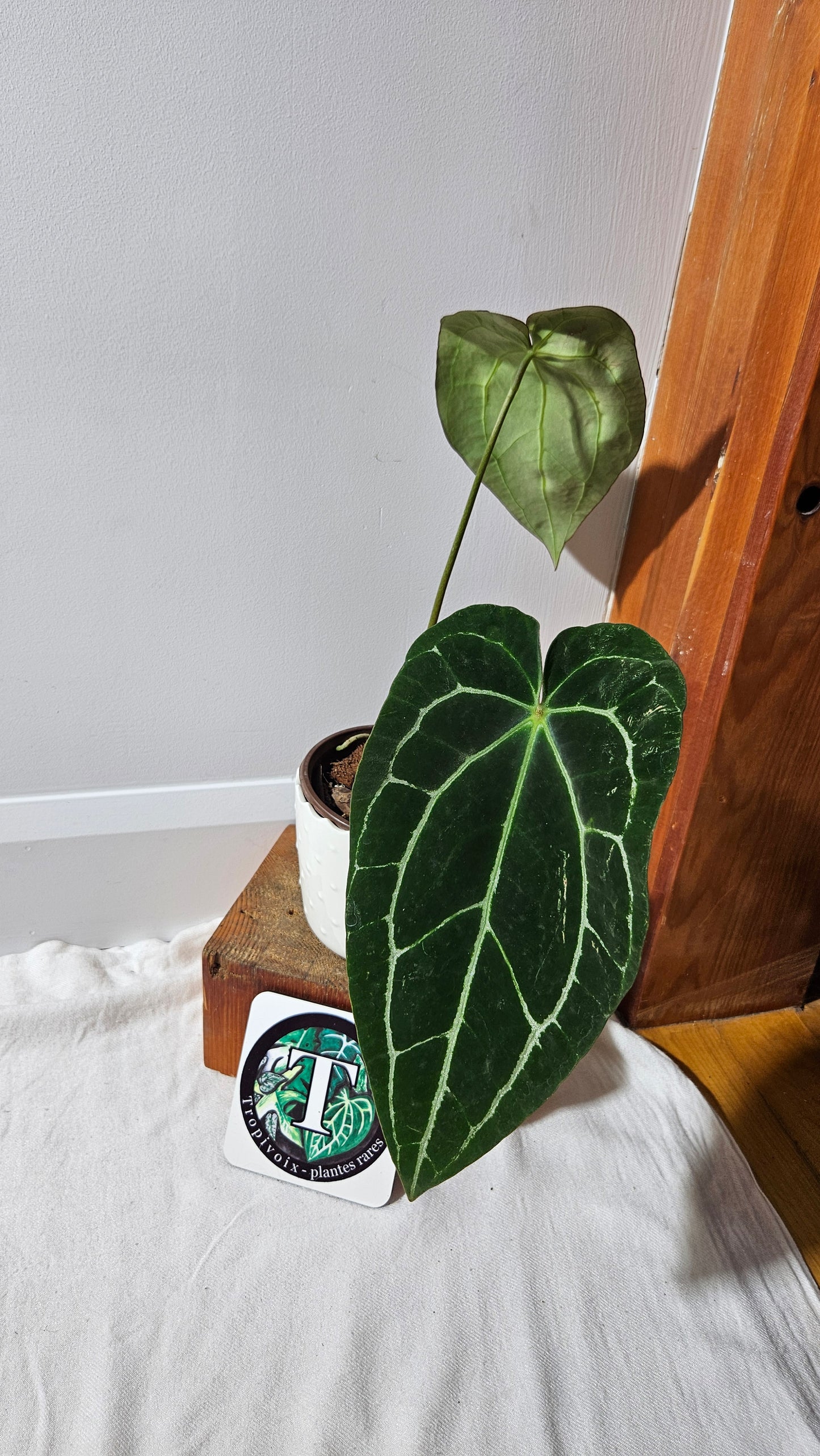Anthurium Crystallinum Dark (ANT-415)