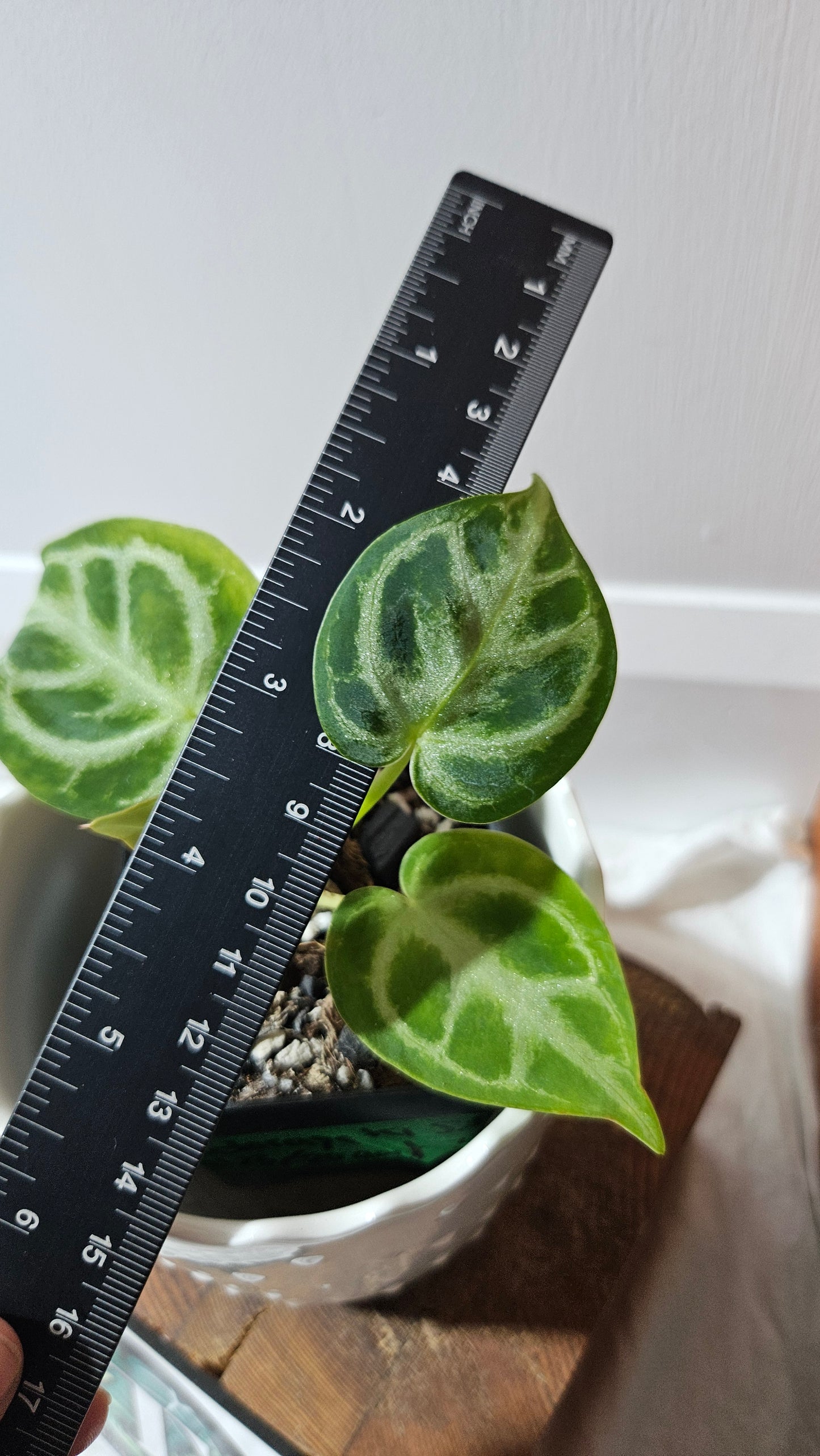 Anthurium Dorayaki Silver "format PETIT"( ANT-582)