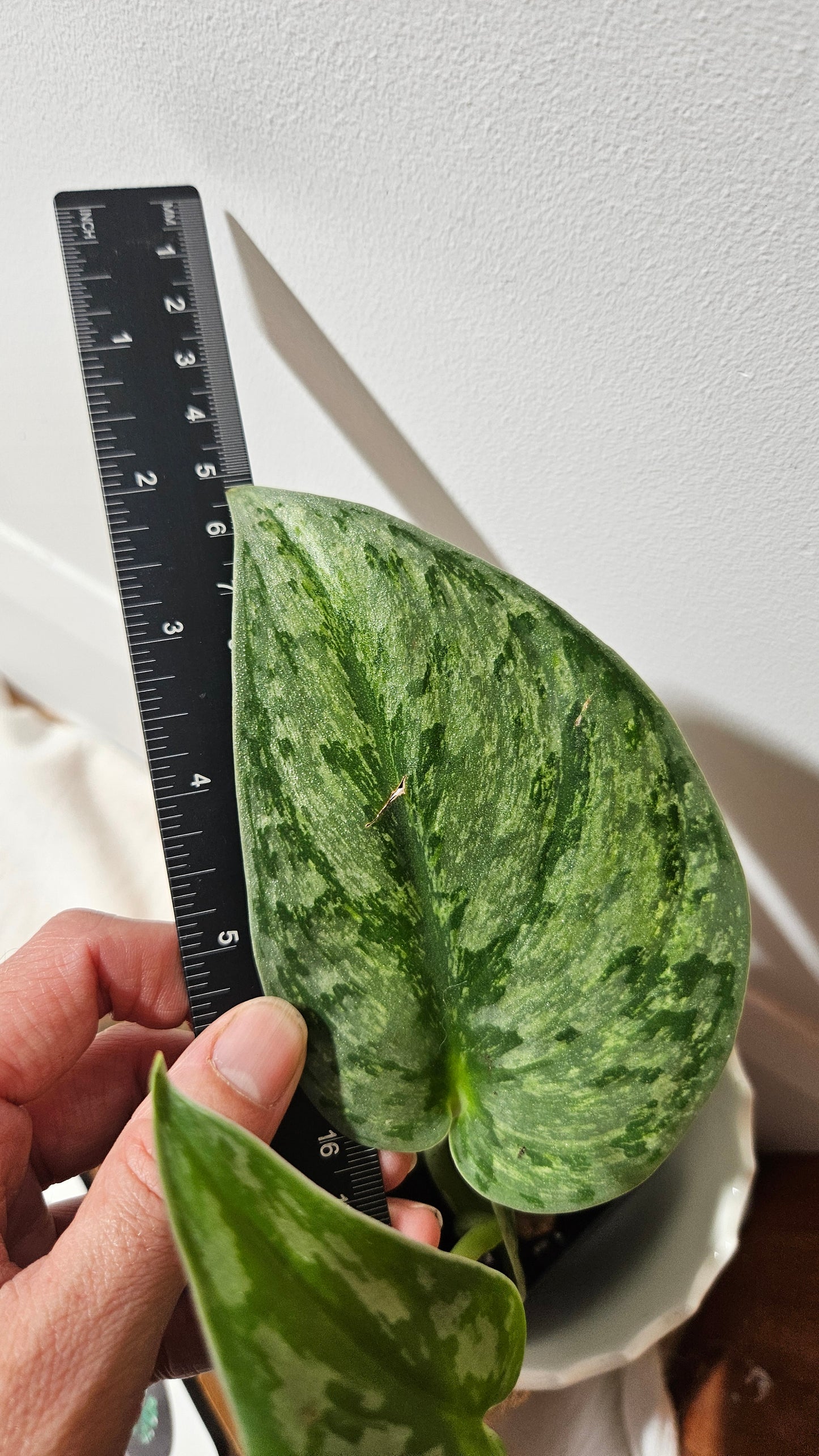 Scindapsus Hologram (SCI-973)