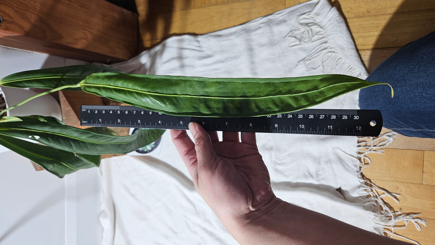 Anthurium Wendlingeri Aff Esmeraldas "LARGE format" (ANT-313)