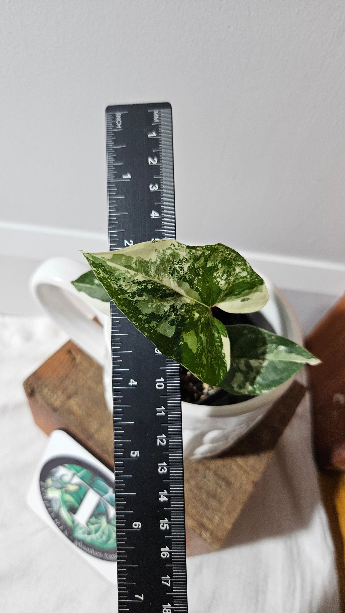 Syngonium Albo (SYN-302)
