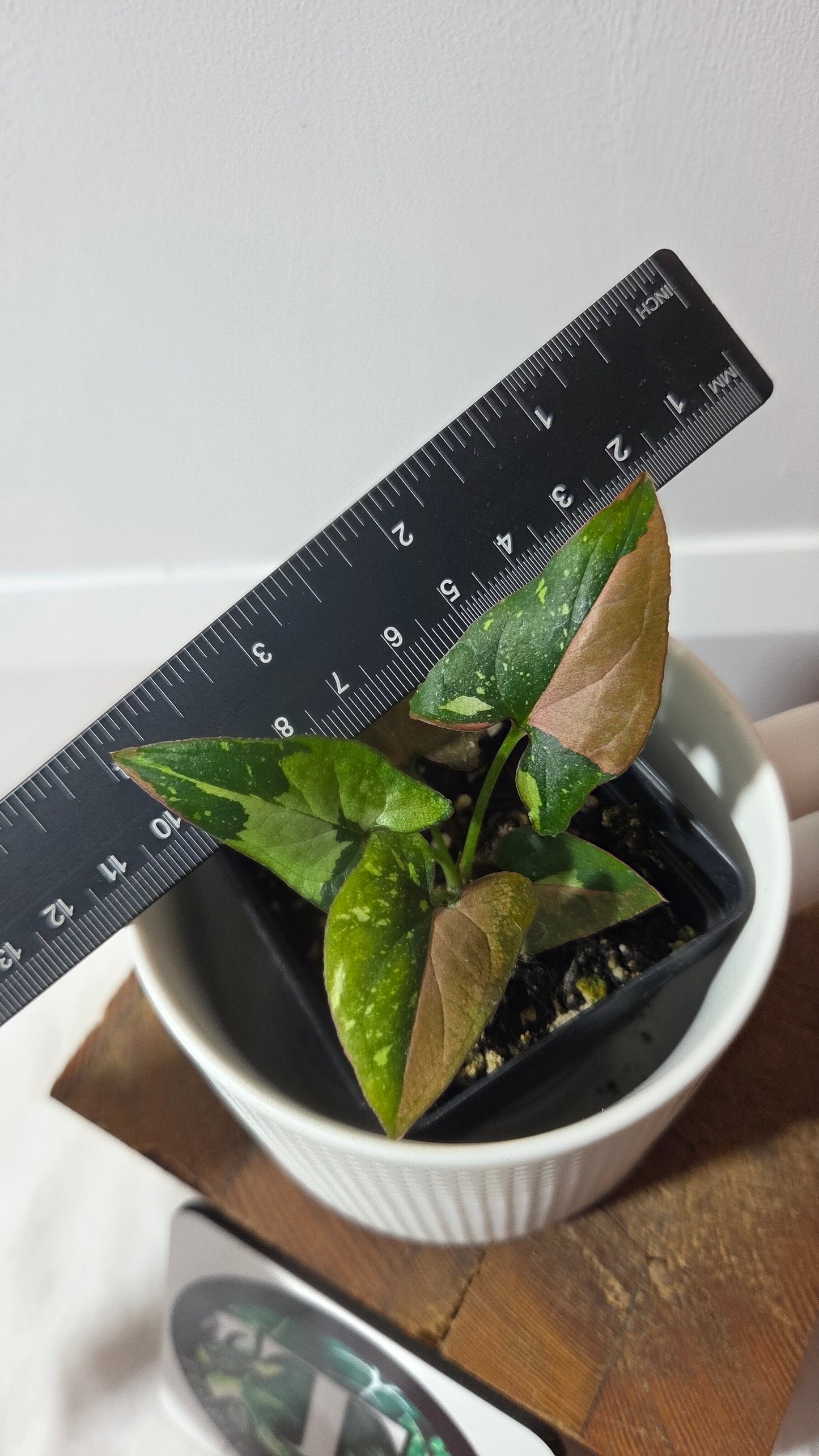 Syngonium Red Spot Tricolore (SYN-487)