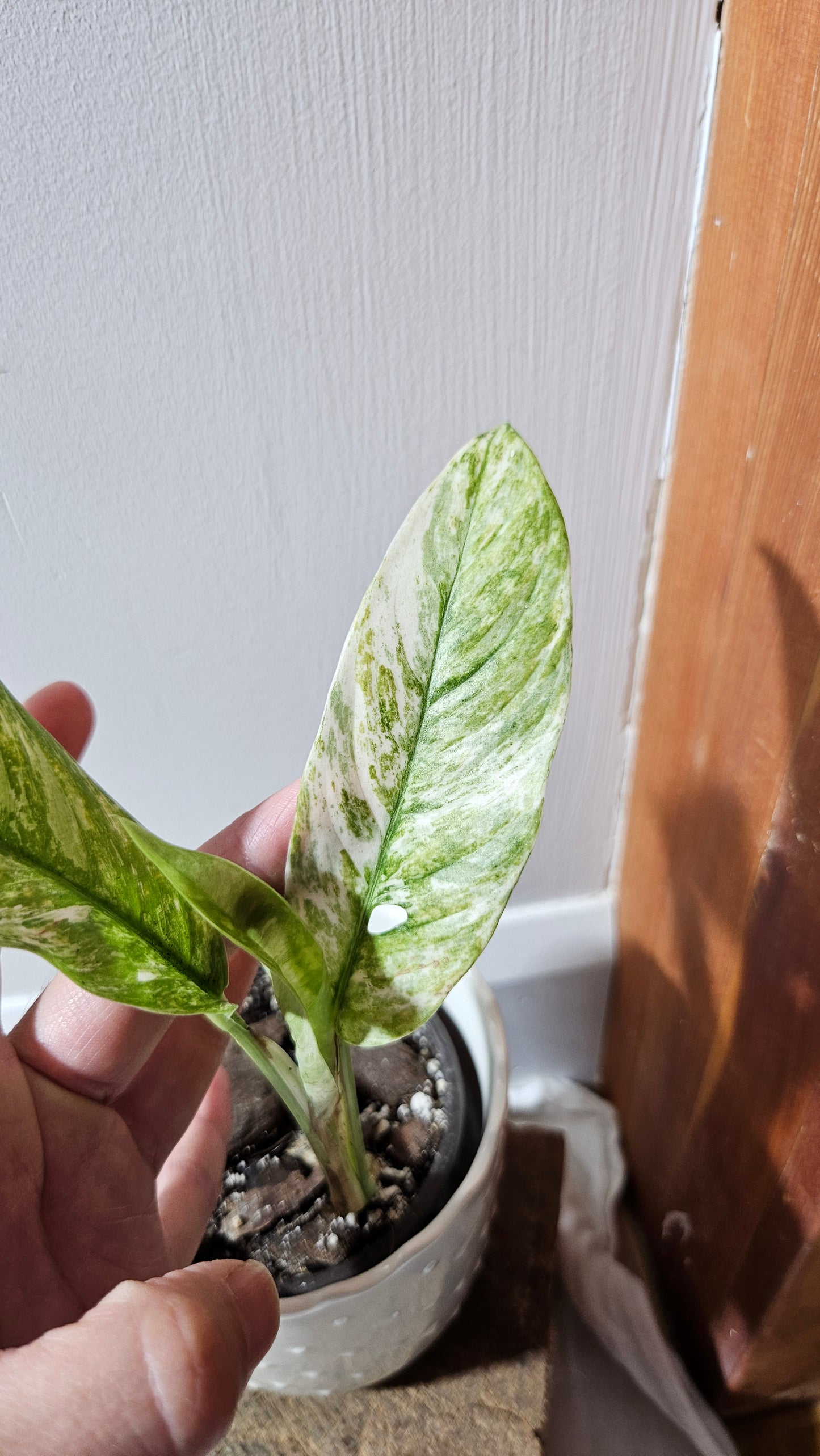 Rhaphidophora Masuwa Variegata (AUT-075)