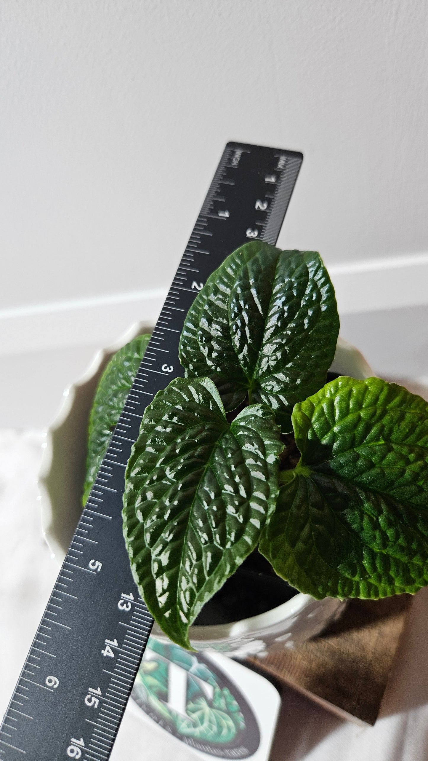 Anthurium Splendidum "format PETIT" (ANT-459)