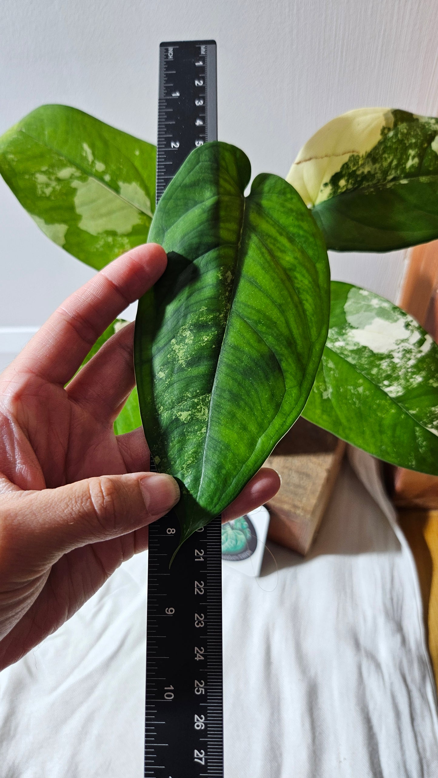 Syngonium Chiapense Albo (SYN-460)