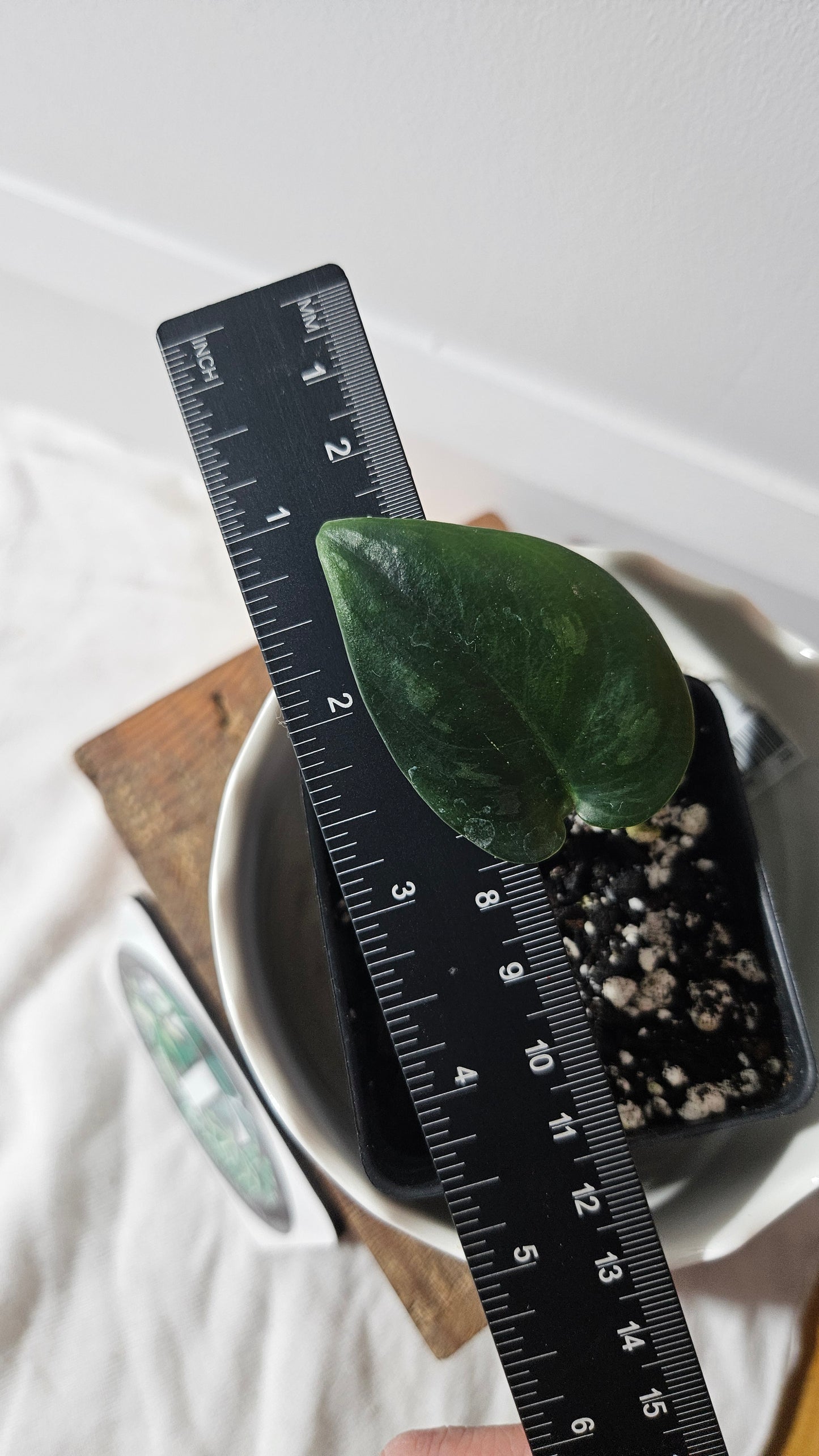 Scindapsus Black Mamba Mutation (SCI-764)