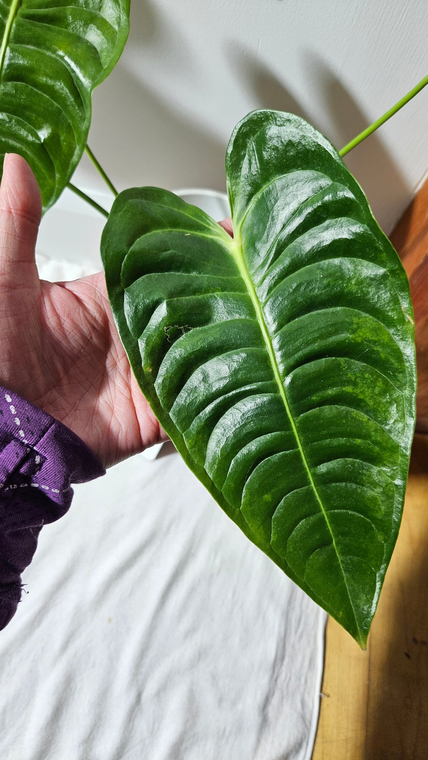 Anthurium Veitchii "format LARGE" (ANT-489)