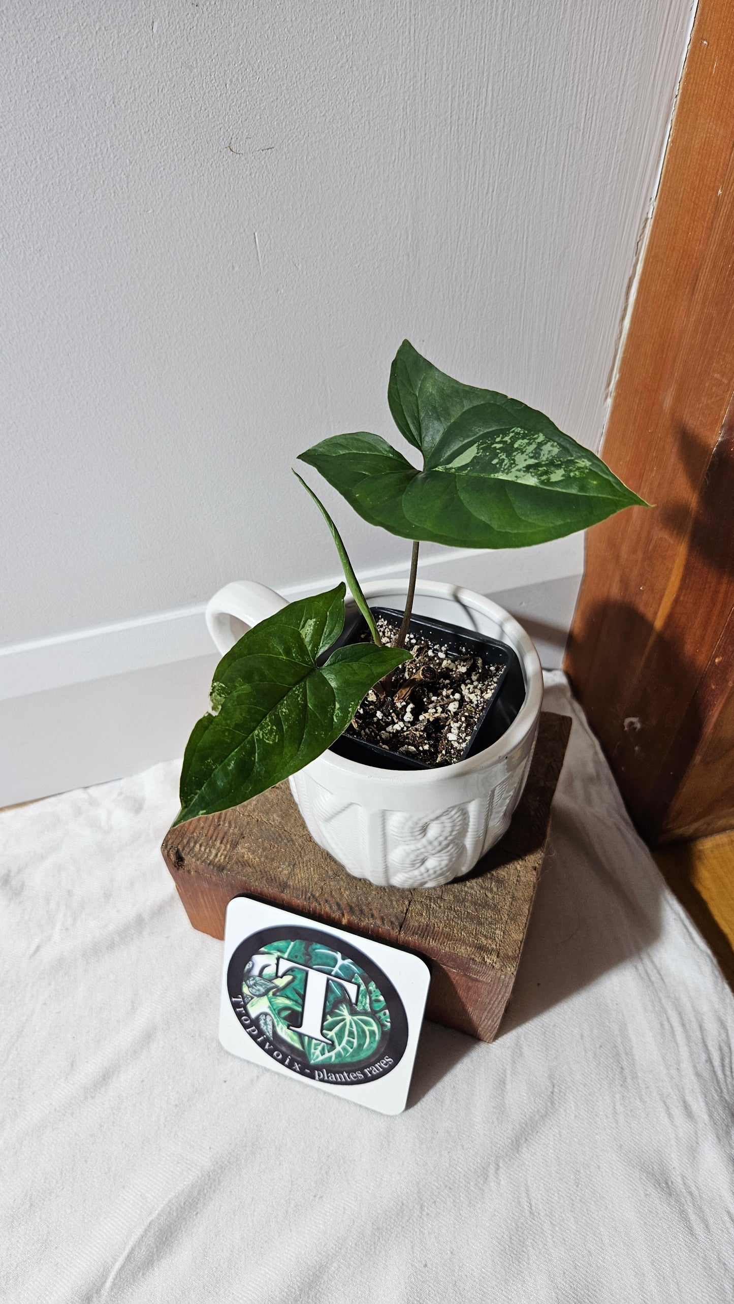 Syngonium Albo (SYN-469)