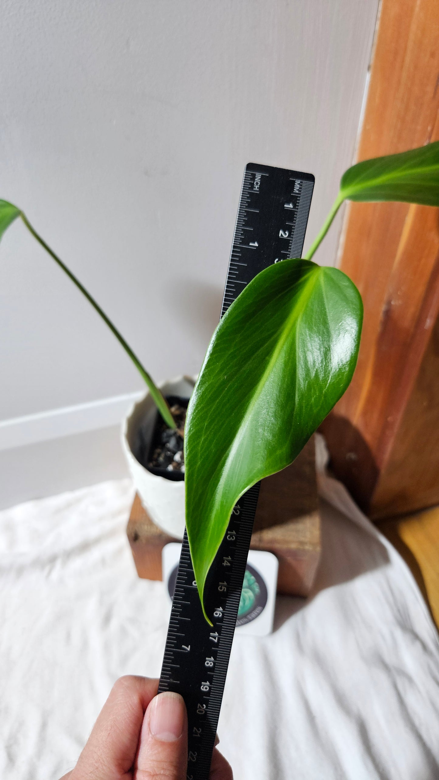 Monstera Burlemarx Flame/Dilacerata (MON-460)