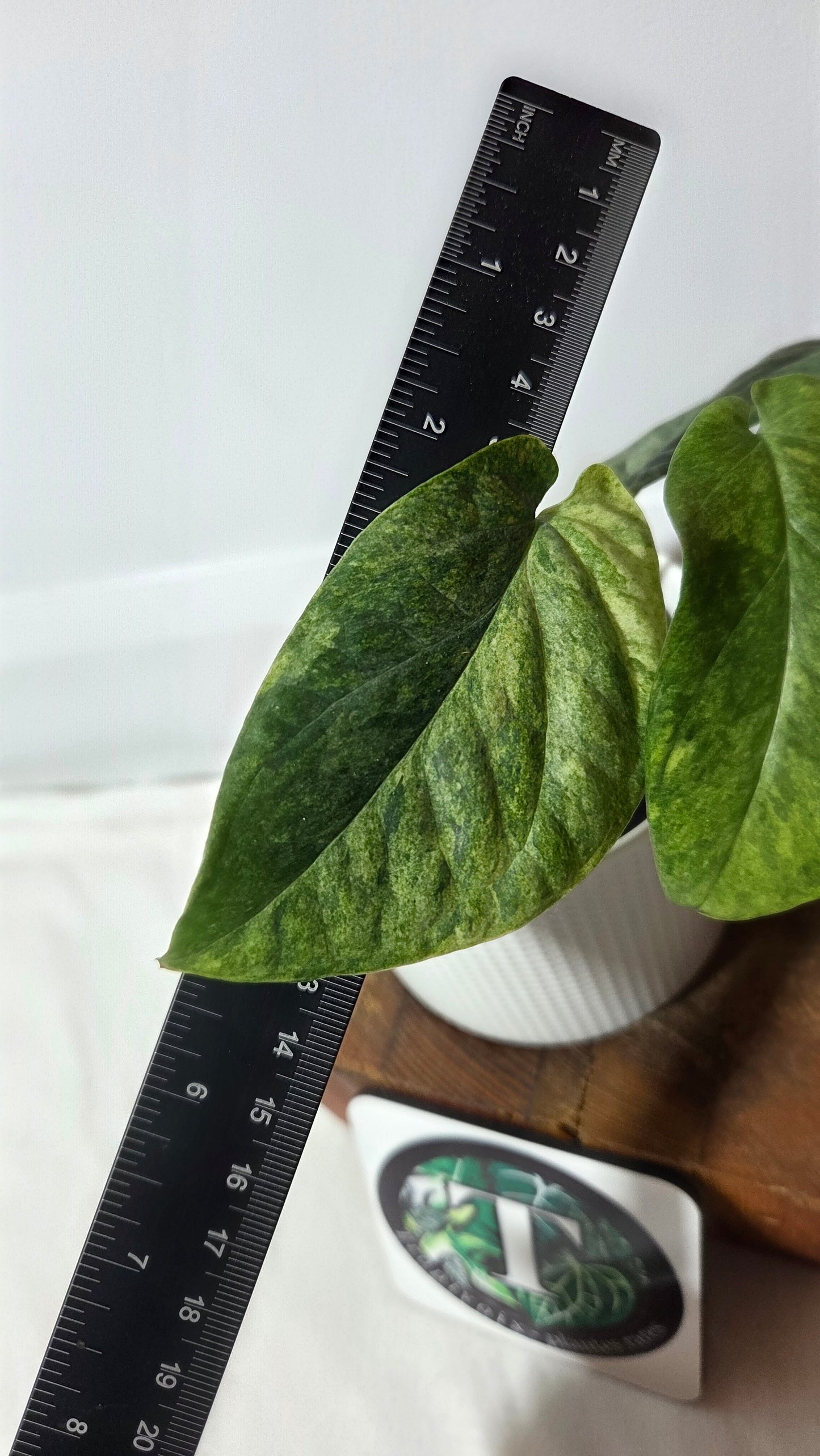 Amydrium Medium Mint (AMY-033)