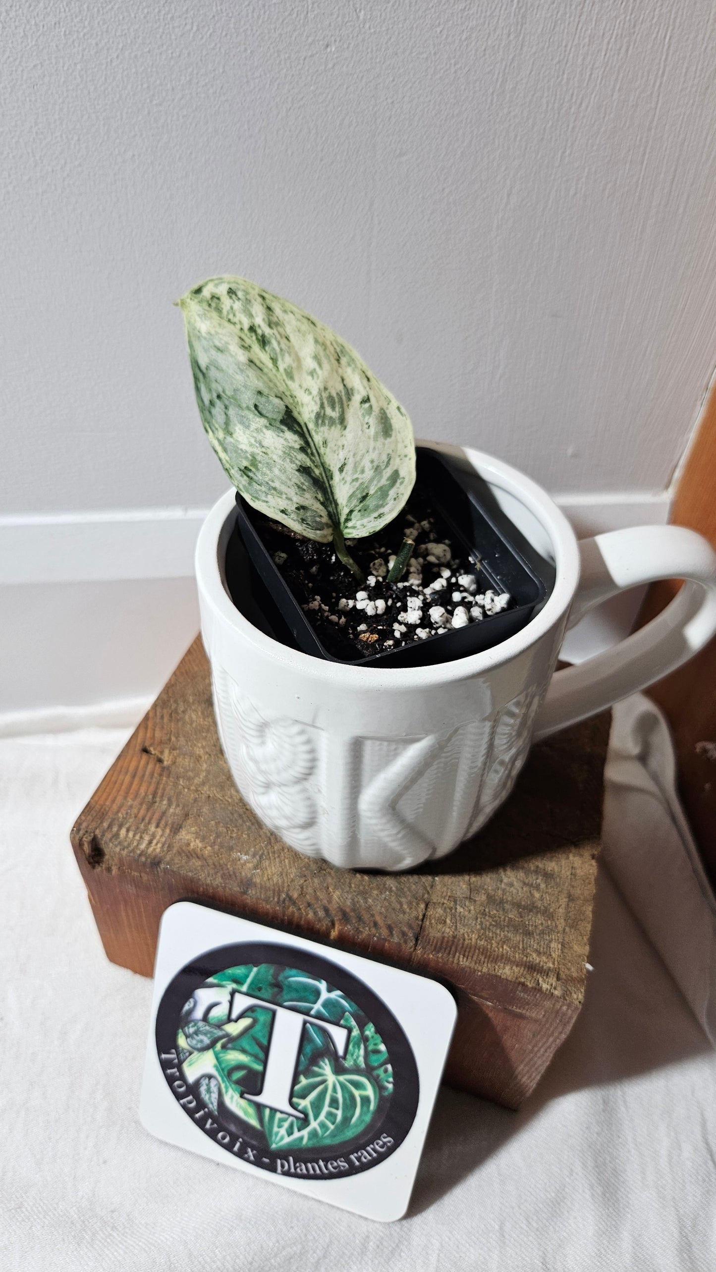 Scindapsus Peasun (SCI-1063)