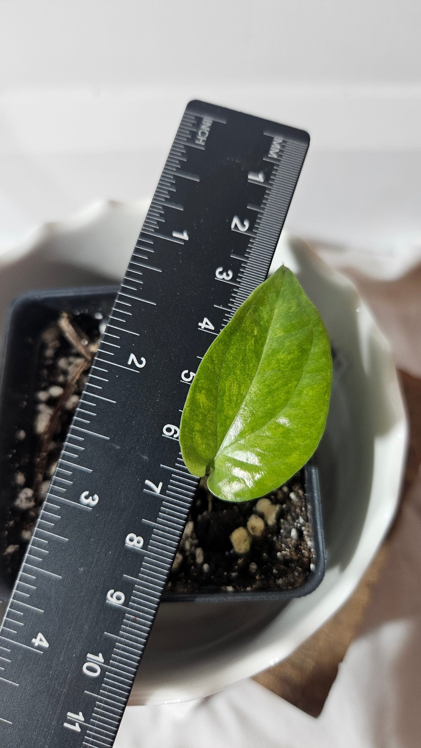 Amydrium Medium Mint Variegata (AMY-029)